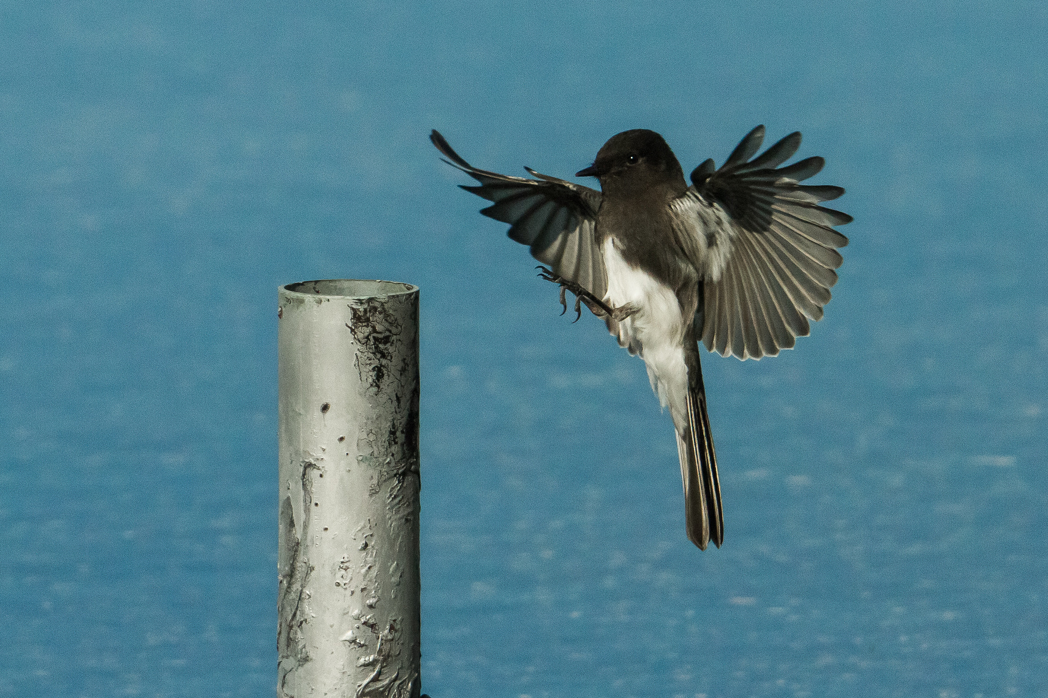 Canon EOS 7D + Canon EF 70-200mm F2.8L USM sample photo. Clear for landing photography