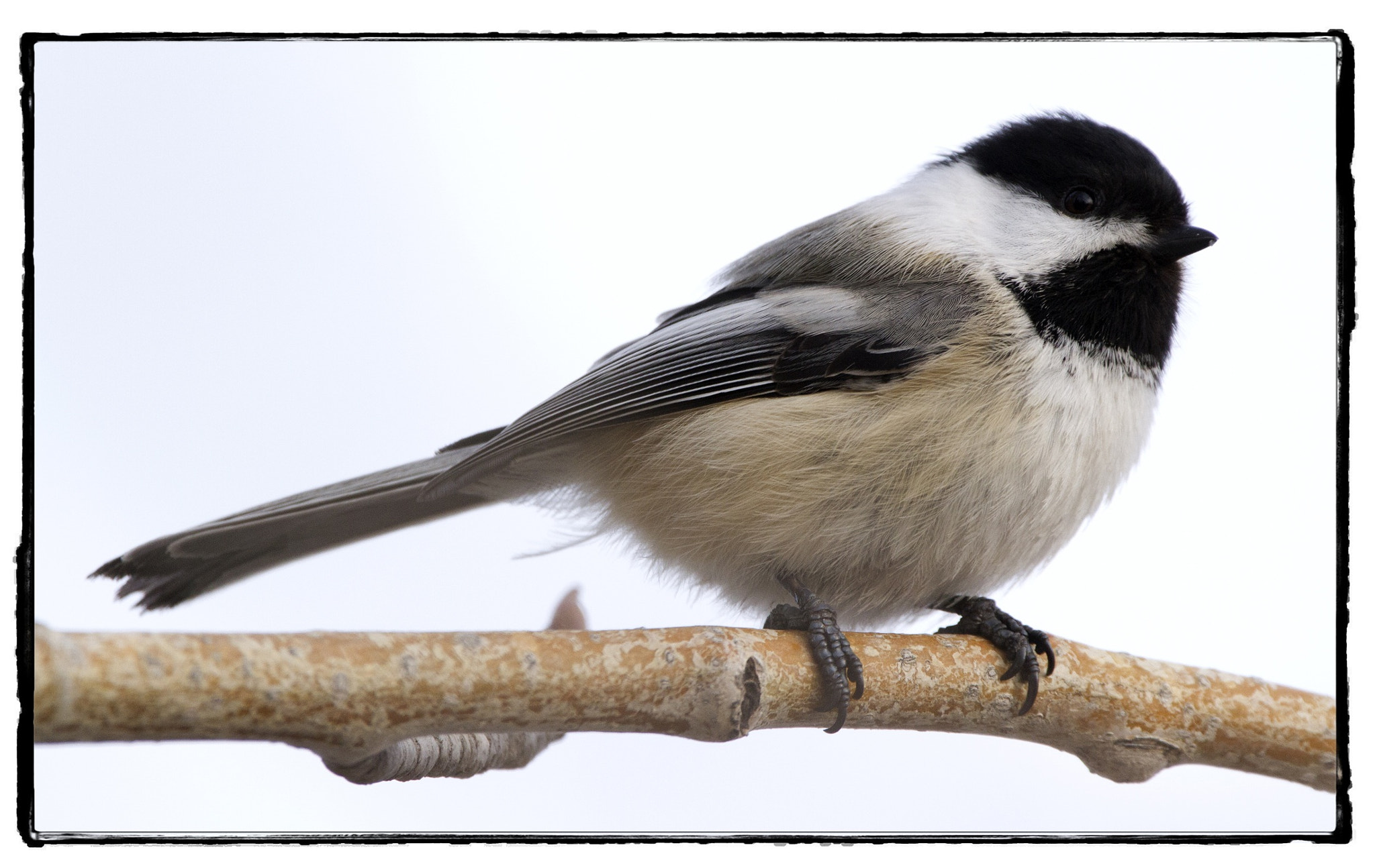150-600mm F5-6.3 DG OS HSM | Contemporary 015 sample photo. Small bird on branch. photography