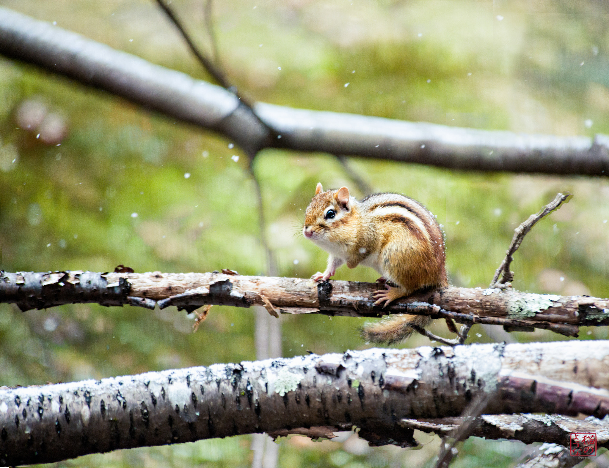 Nikon D800 sample photo. Chipmunk in snow photography