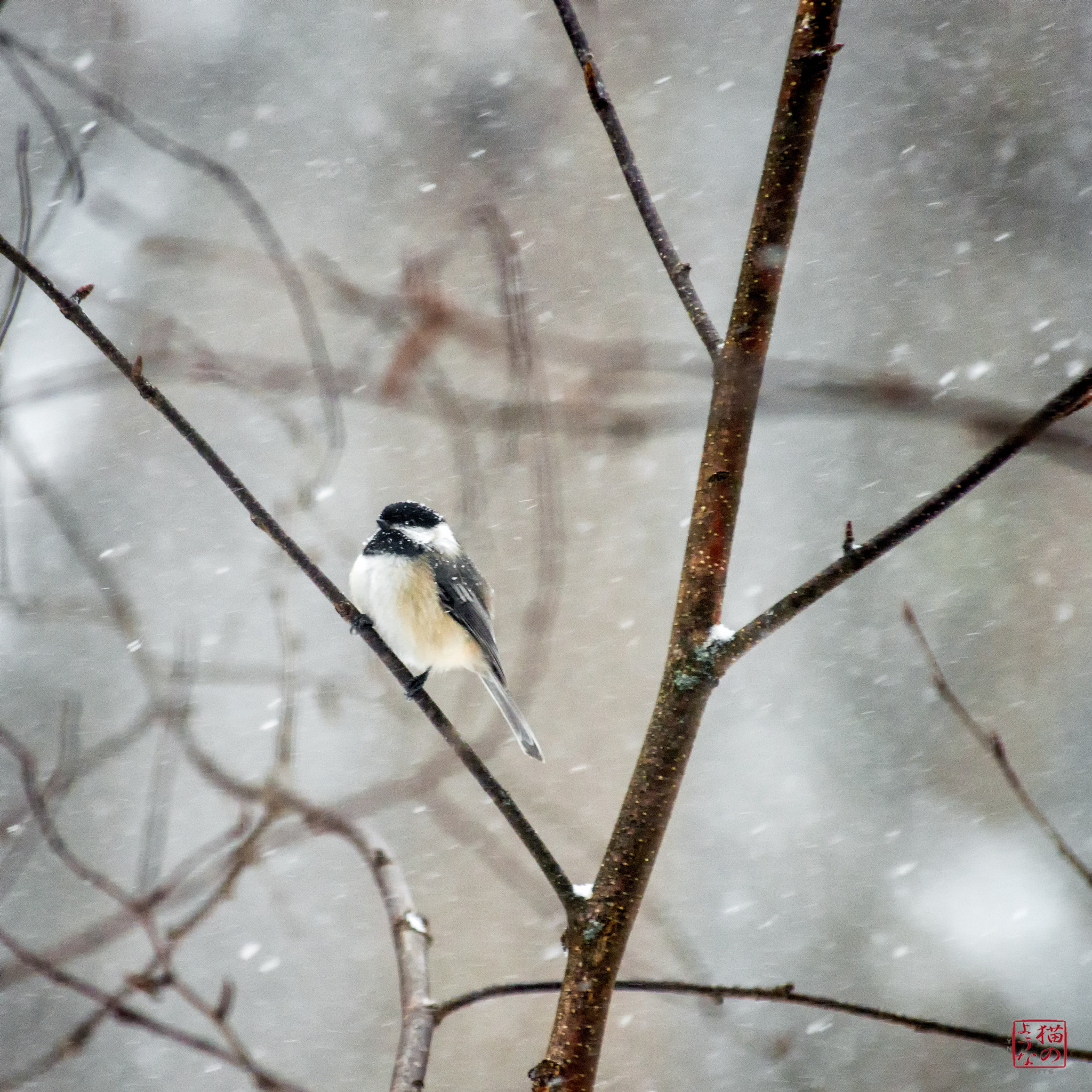 Nikon D800 sample photo. Snowblown chickadee photography
