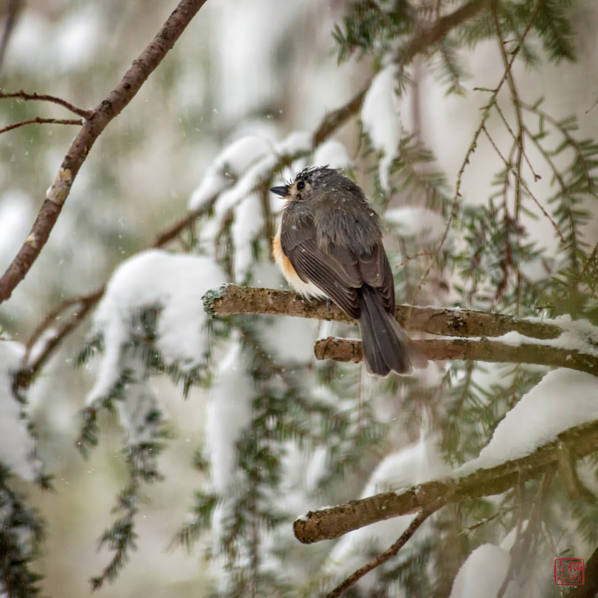 Nikon D800 sample photo. Frosted titmouse photography