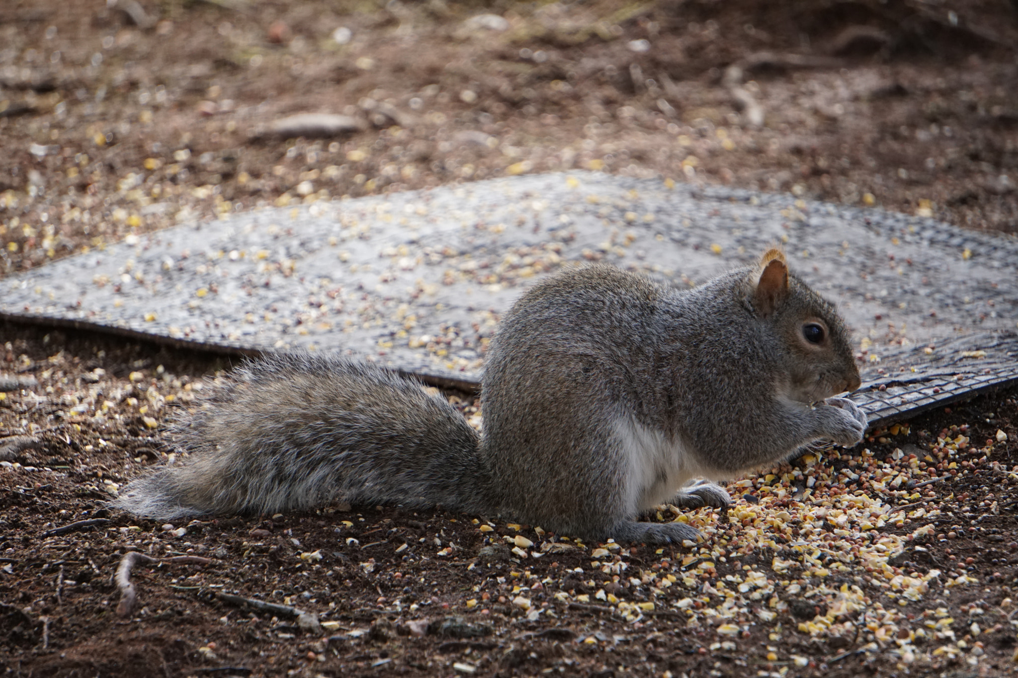 Sony E 55-210mm F4.5-6.3 OSS sample photo. My friend squirrel photography