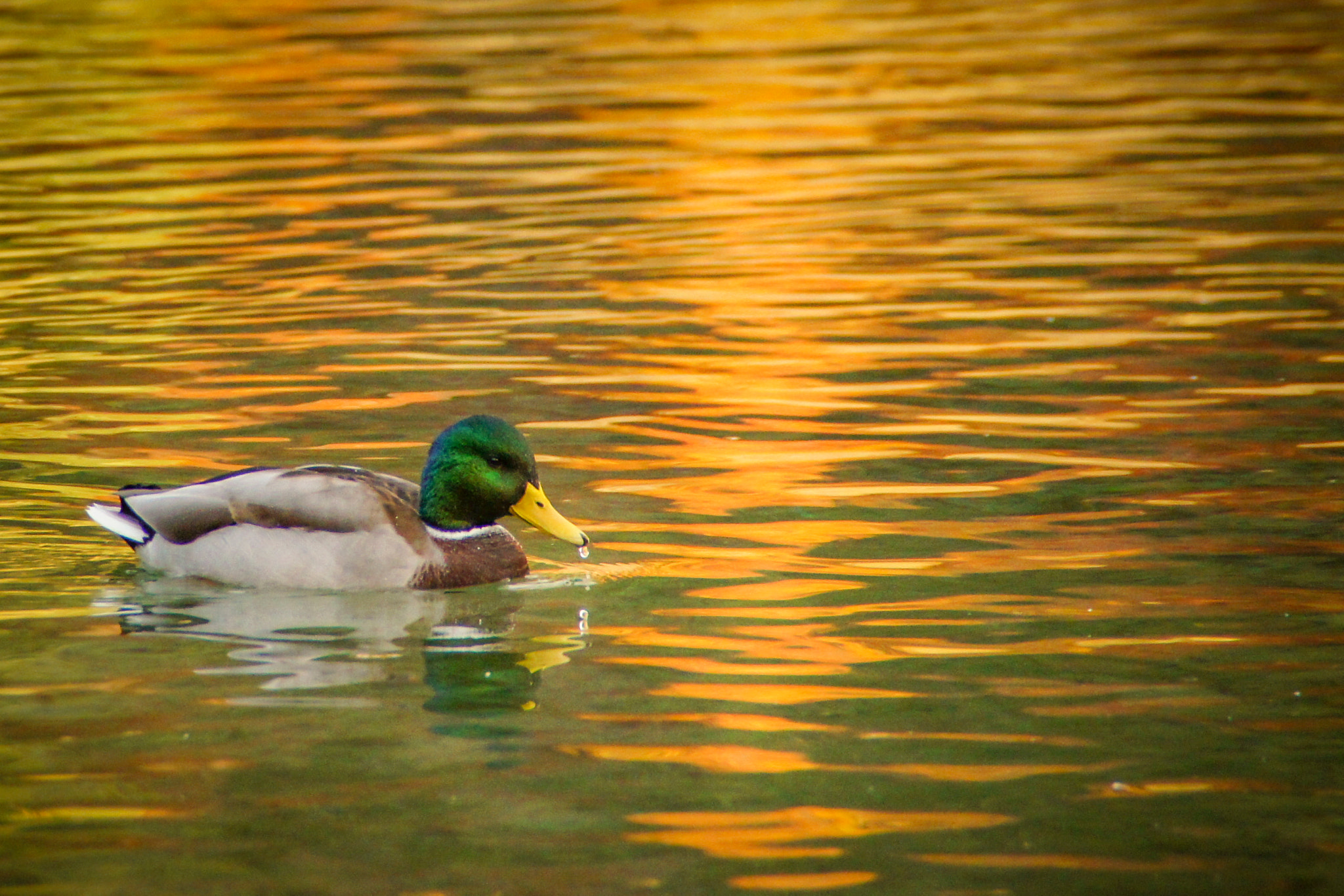 Sony SLT-A55 (SLT-A55V) sample photo. Duck photography