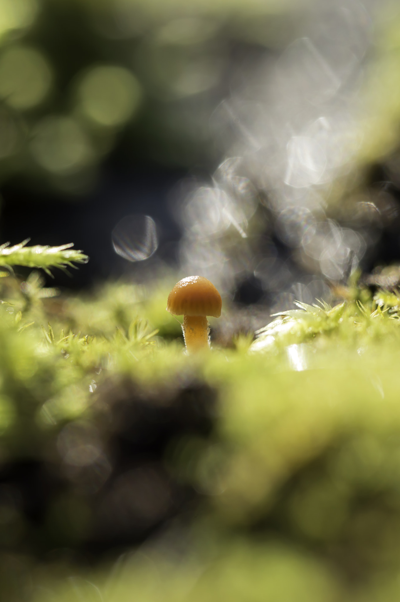Nikon D3200 sample photo. Mushroom and frost photography
