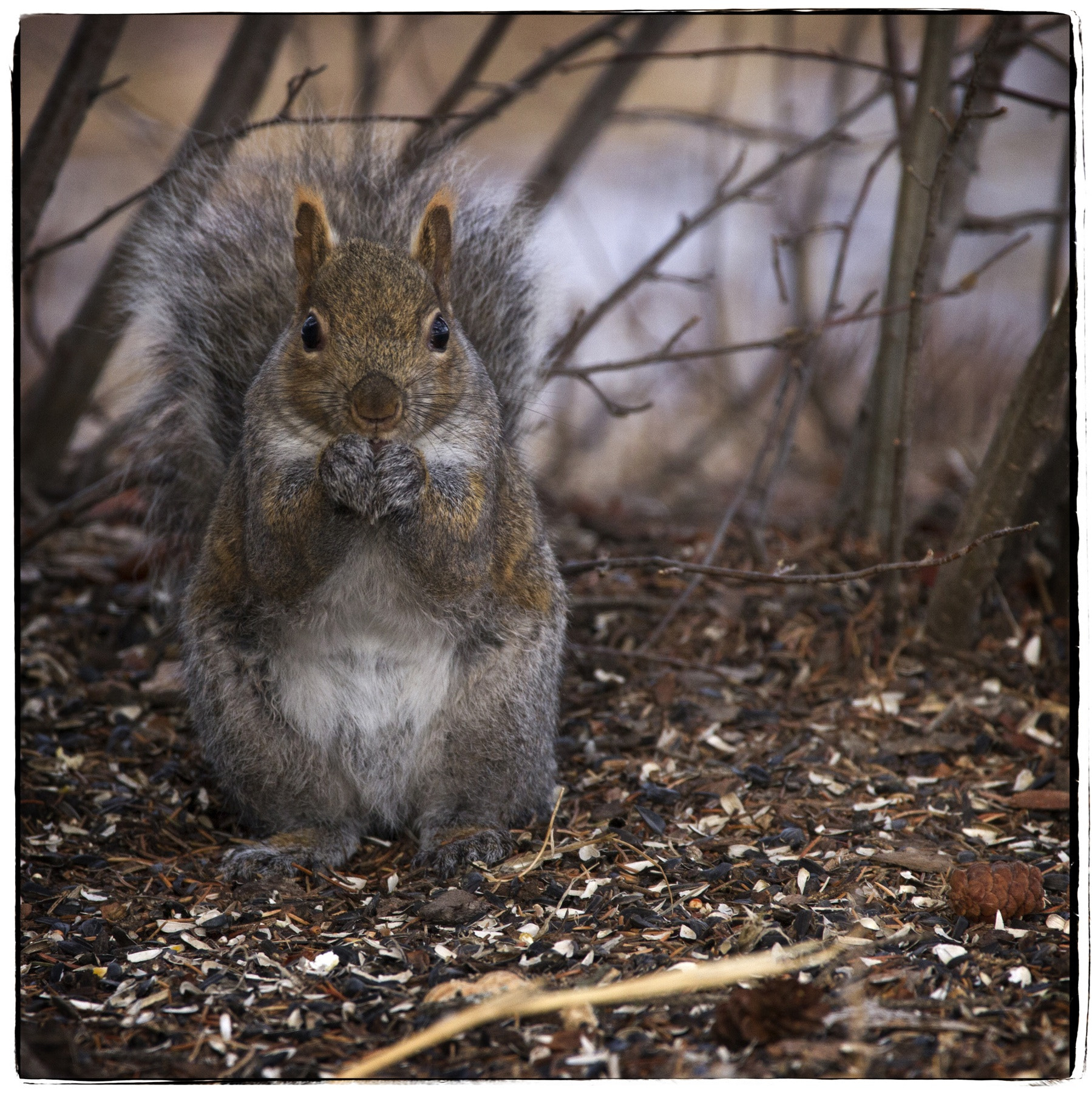 Canon EOS 7D + 150-600mm F5-6.3 DG OS HSM | Contemporary 015 sample photo. Squirrel. photography