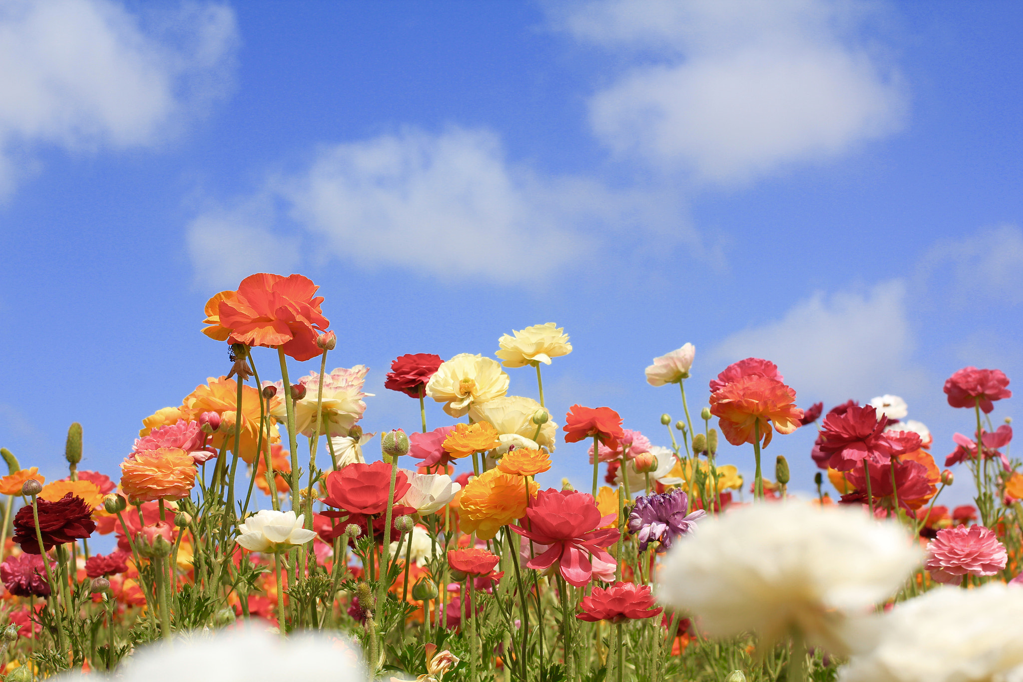 Canon EF 50mm F2.5 Macro sample photo. Carlsbad, ca photography