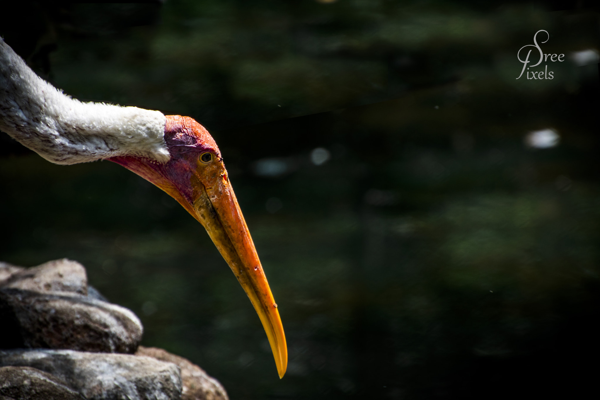 Nikon D5500 sample photo