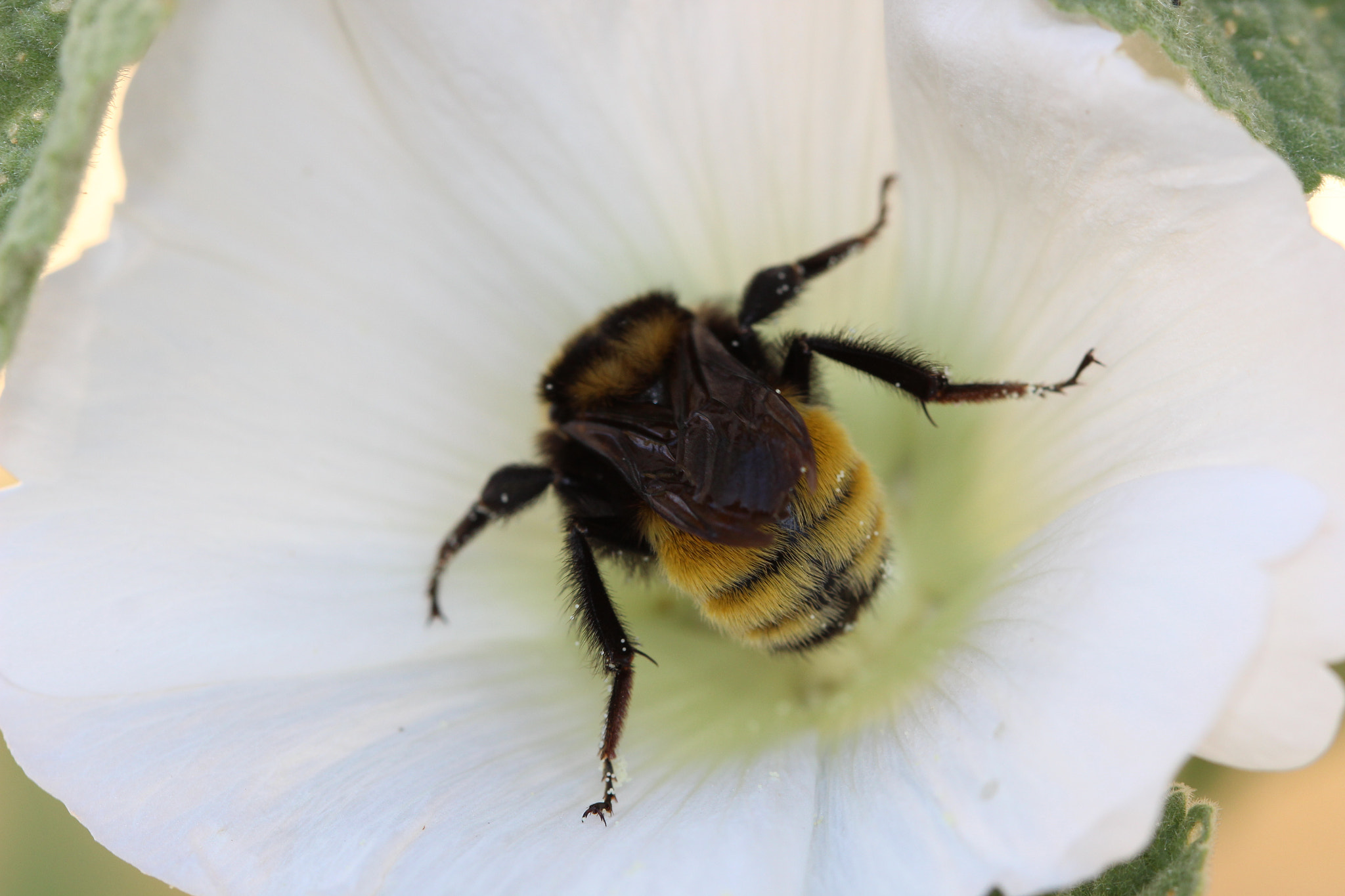 Canon EF 100mm F2.8 Macro USM sample photo. Opened legs photography