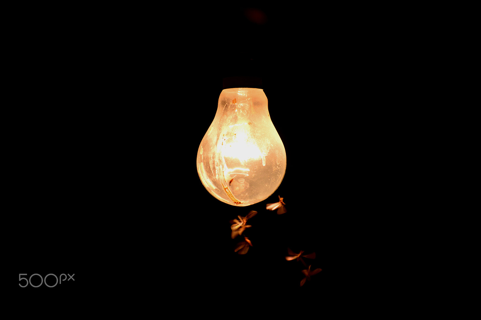 Nikon D5300 sample photo. || filament with flies || photography