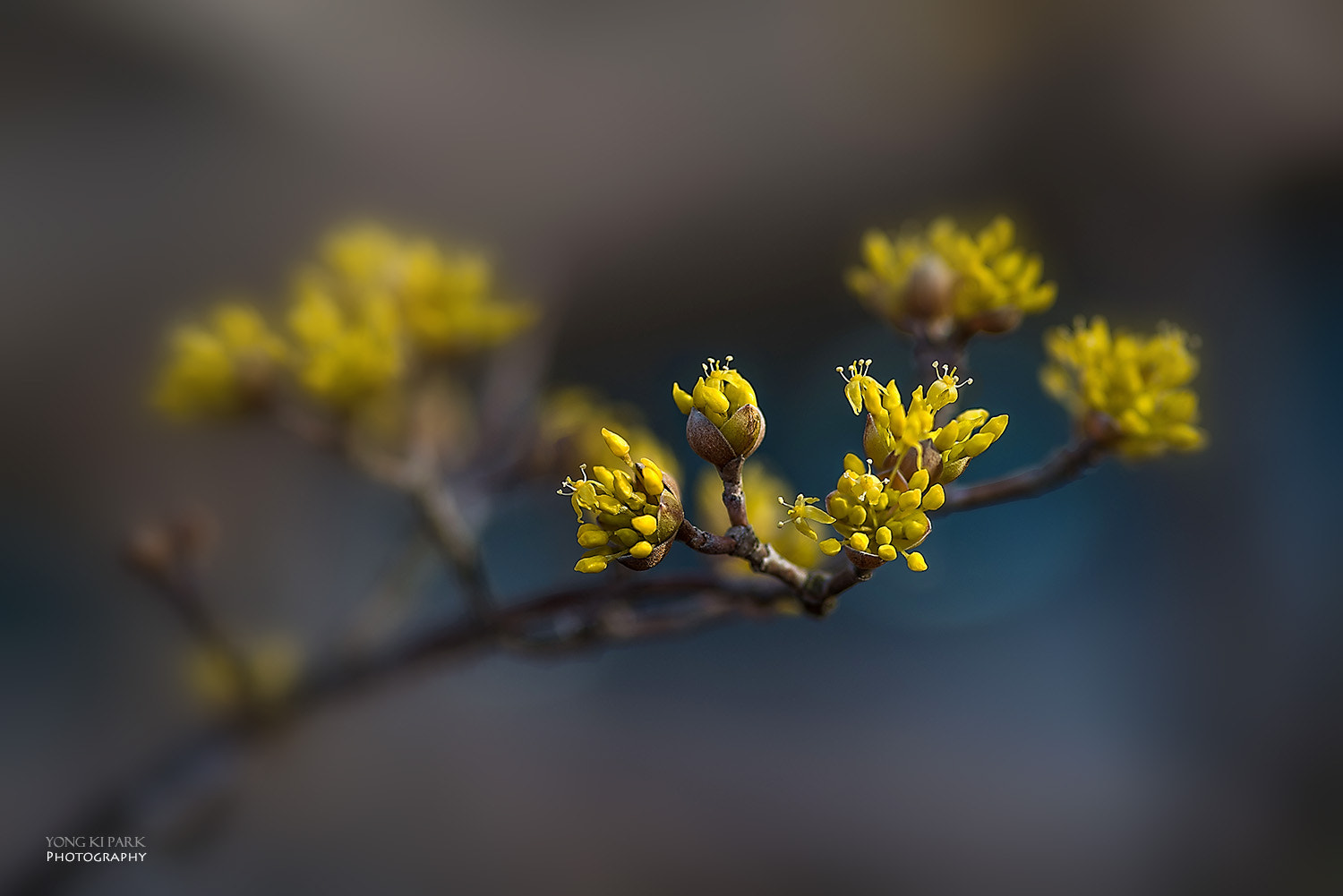 Pentax K-1 sample photo. Opening of the spring-4 photography