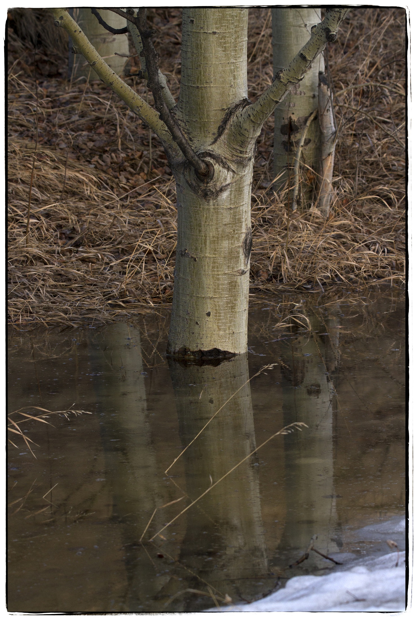 Canon EOS 7D sample photo. Submerged tree. photography