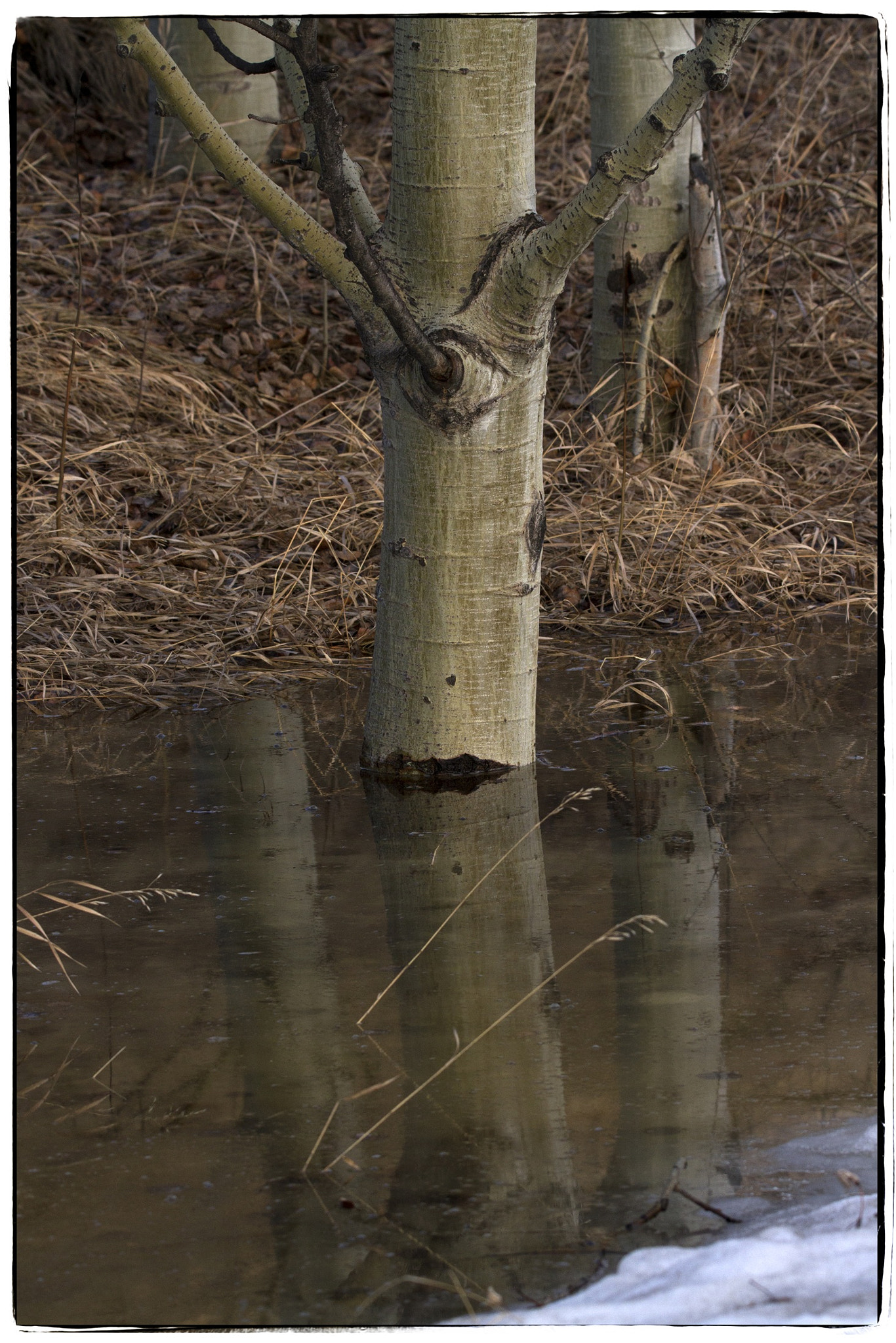 150-600mm F5-6.3 DG OS HSM | Contemporary 015 sample photo. Submerged tree. photography