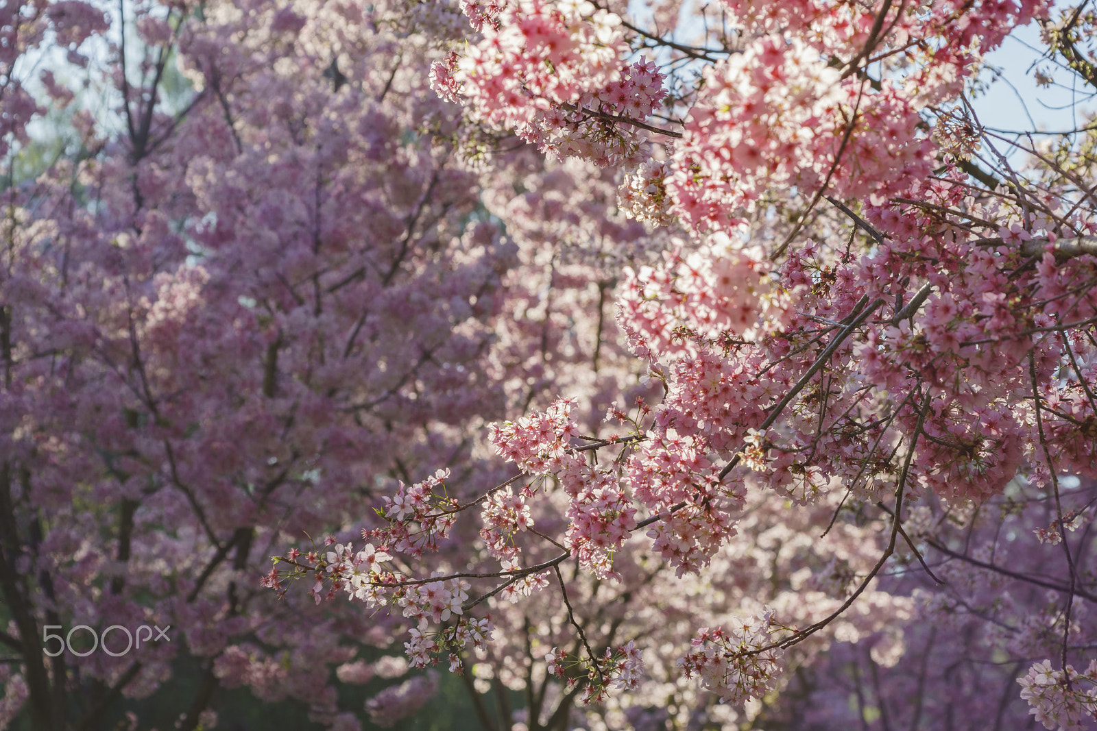 Sony a7R II + Sigma 30mm F1.4 EX DC HSM sample photo. Super cherry tree blossom at rowland heights photography