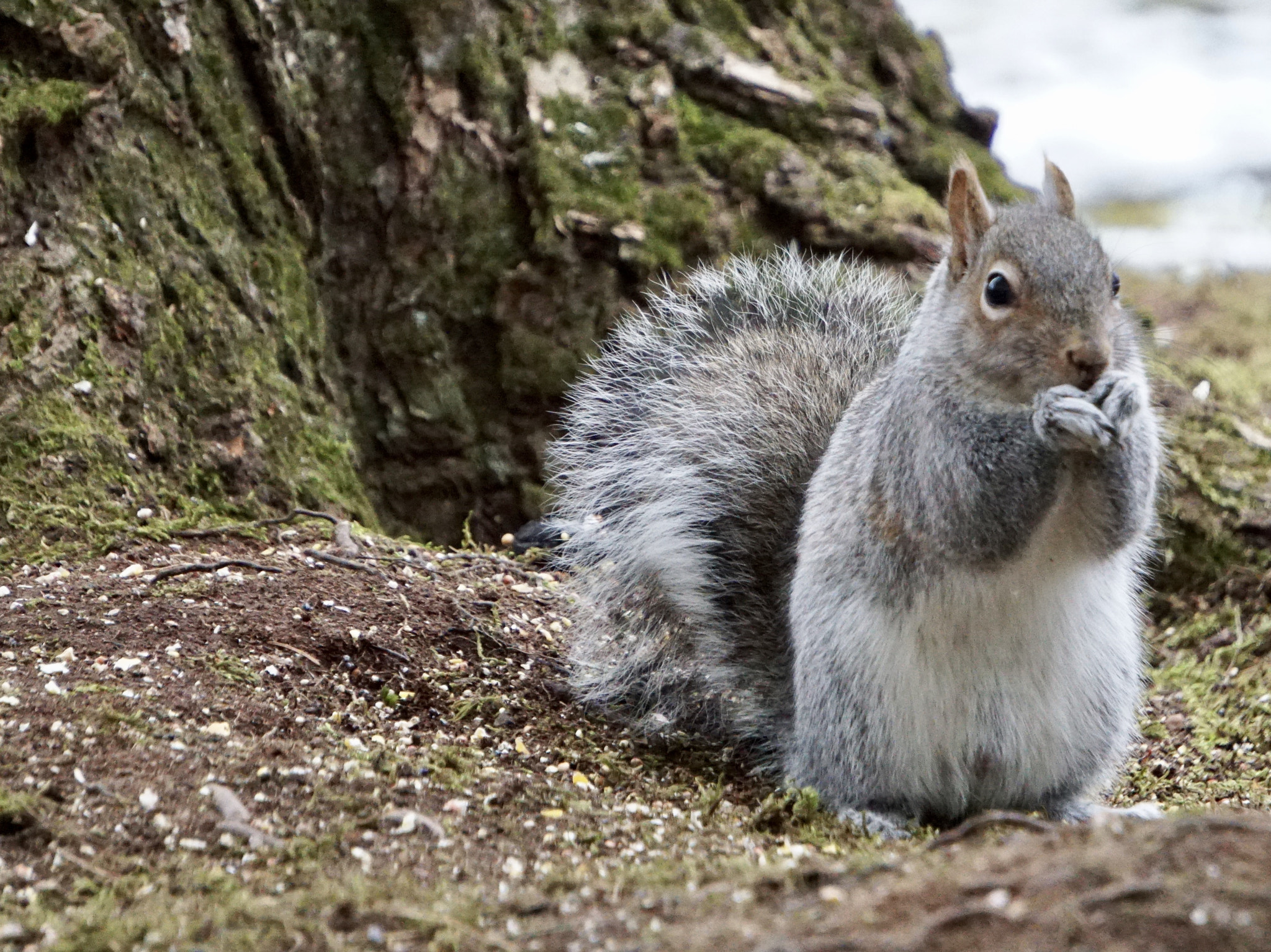 Sony a6300 + Sony E 55-210mm F4.5-6.3 OSS sample photo. My hungry friend photography