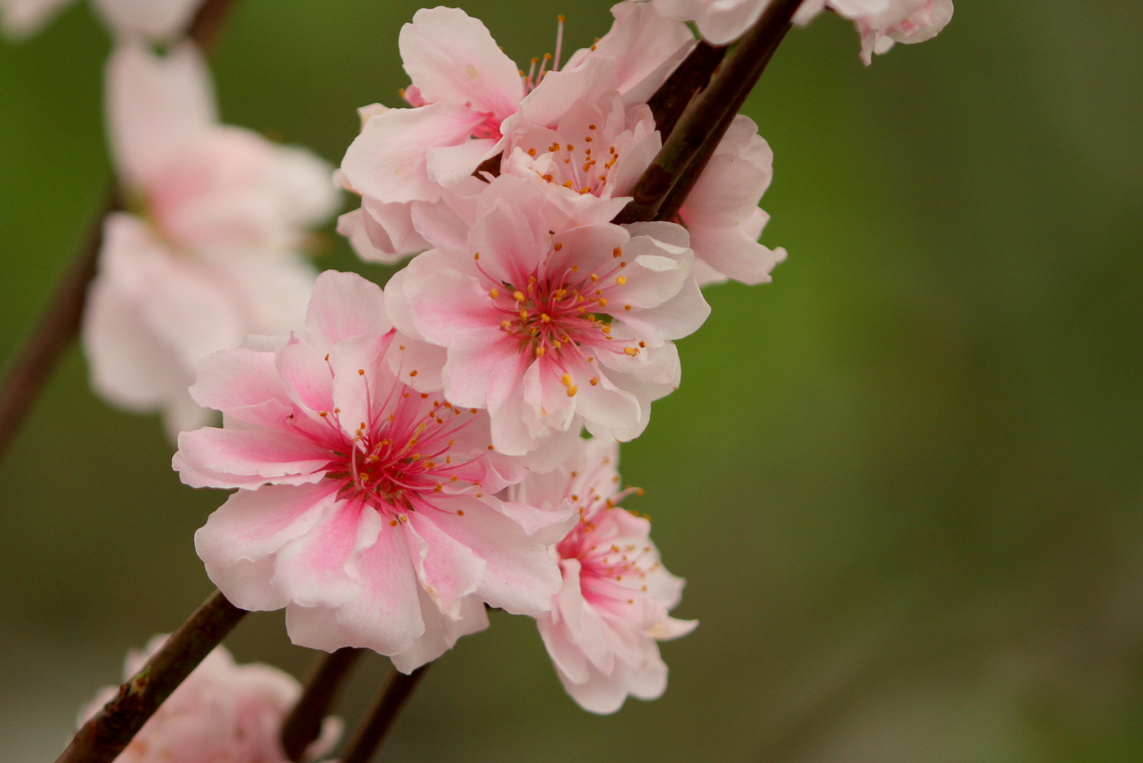 Canon EOS 7D sample photo. Peach blossom photography