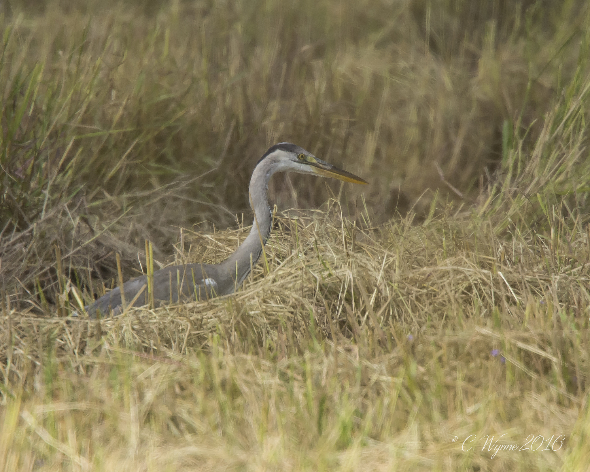 Nikon Nikkor AF-S 300mm F4E PF ED VR sample photo. Grey heron (immature) photography