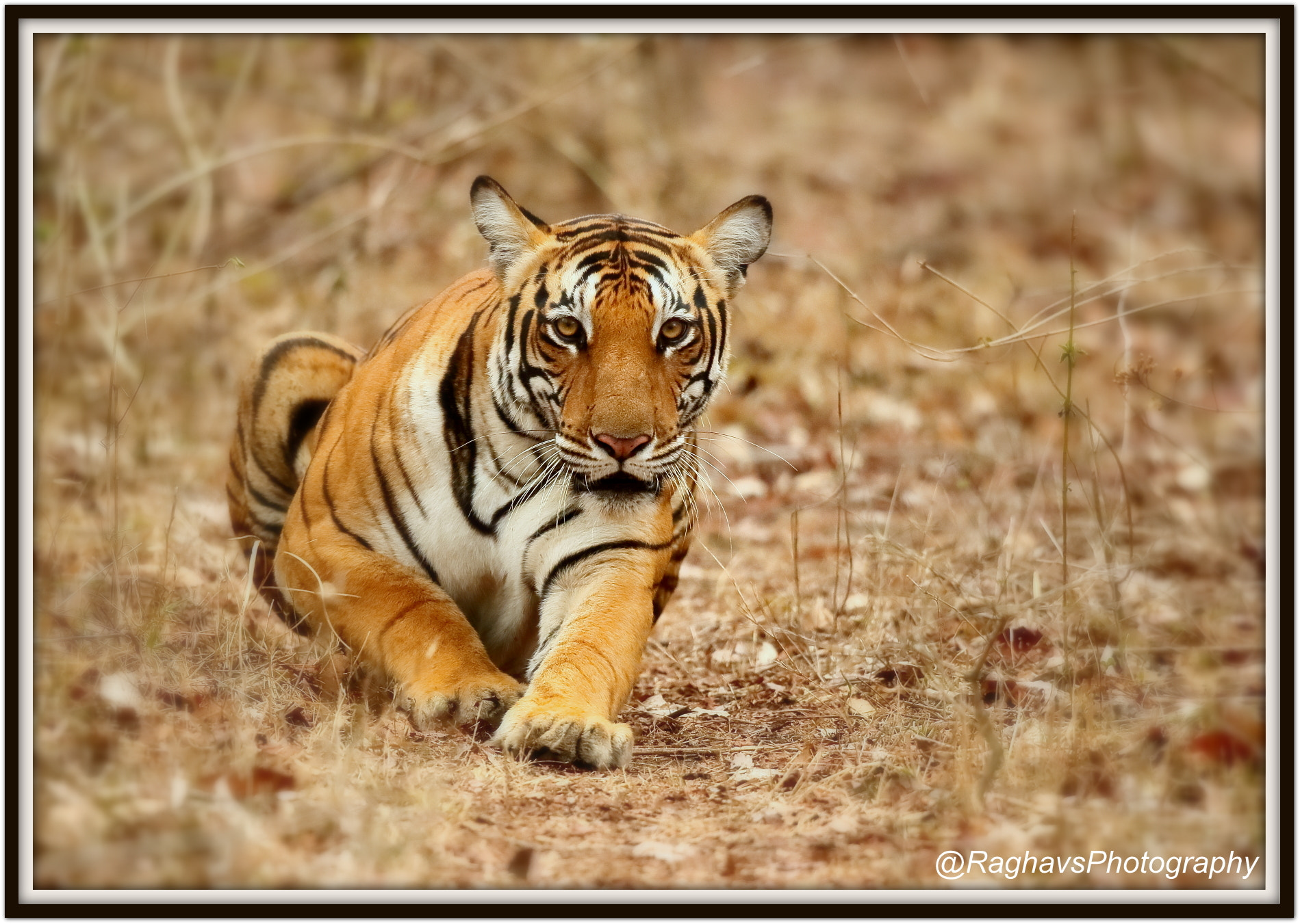 Canon EF 500mm F4L IS II USM sample photo. Howdy photography