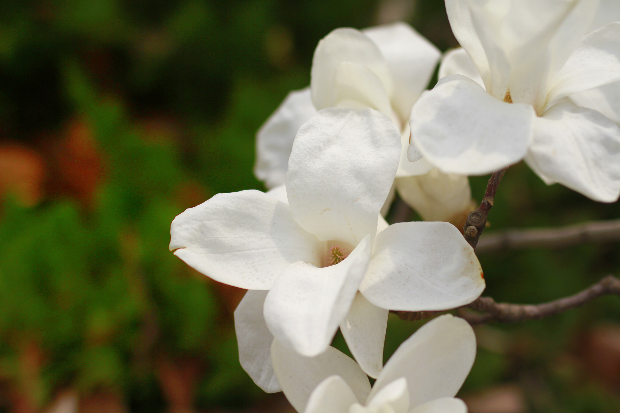 Canon EOS 7D sample photo. Yulan magnolia photography