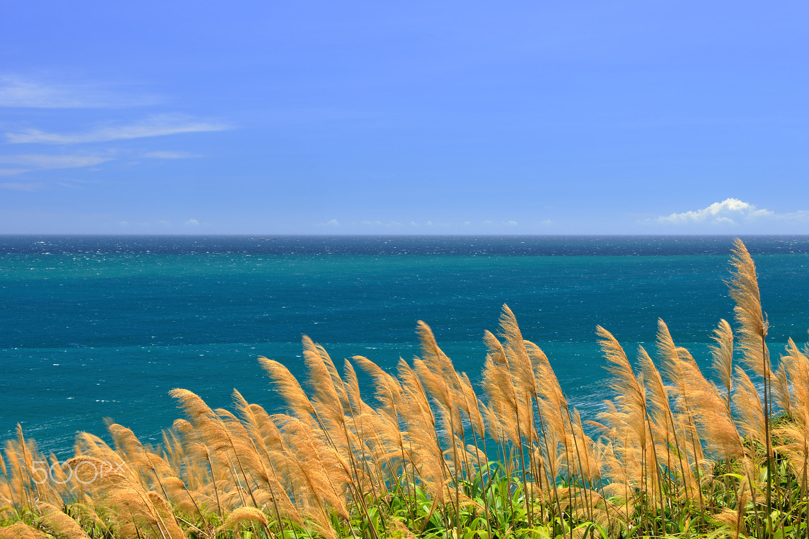 Nikon D3X sample photo. 藍,海,天空,晴,蘆葦草 photography