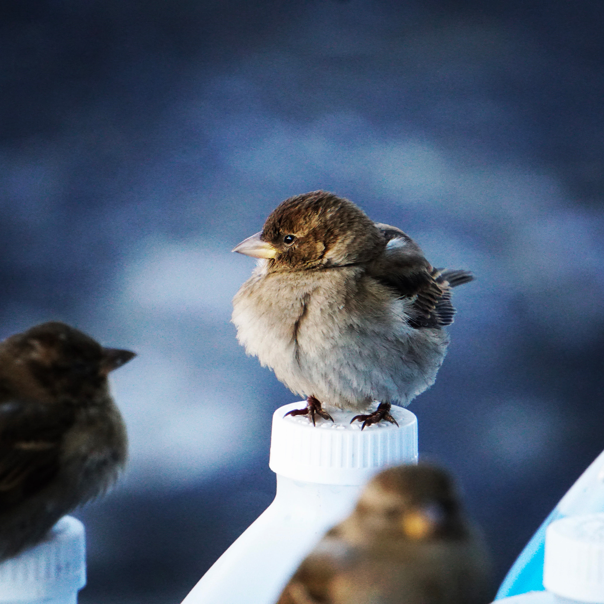 Sony a6300 + Sony E 55-210mm F4.5-6.3 OSS sample photo. Sparrow in cold. photography