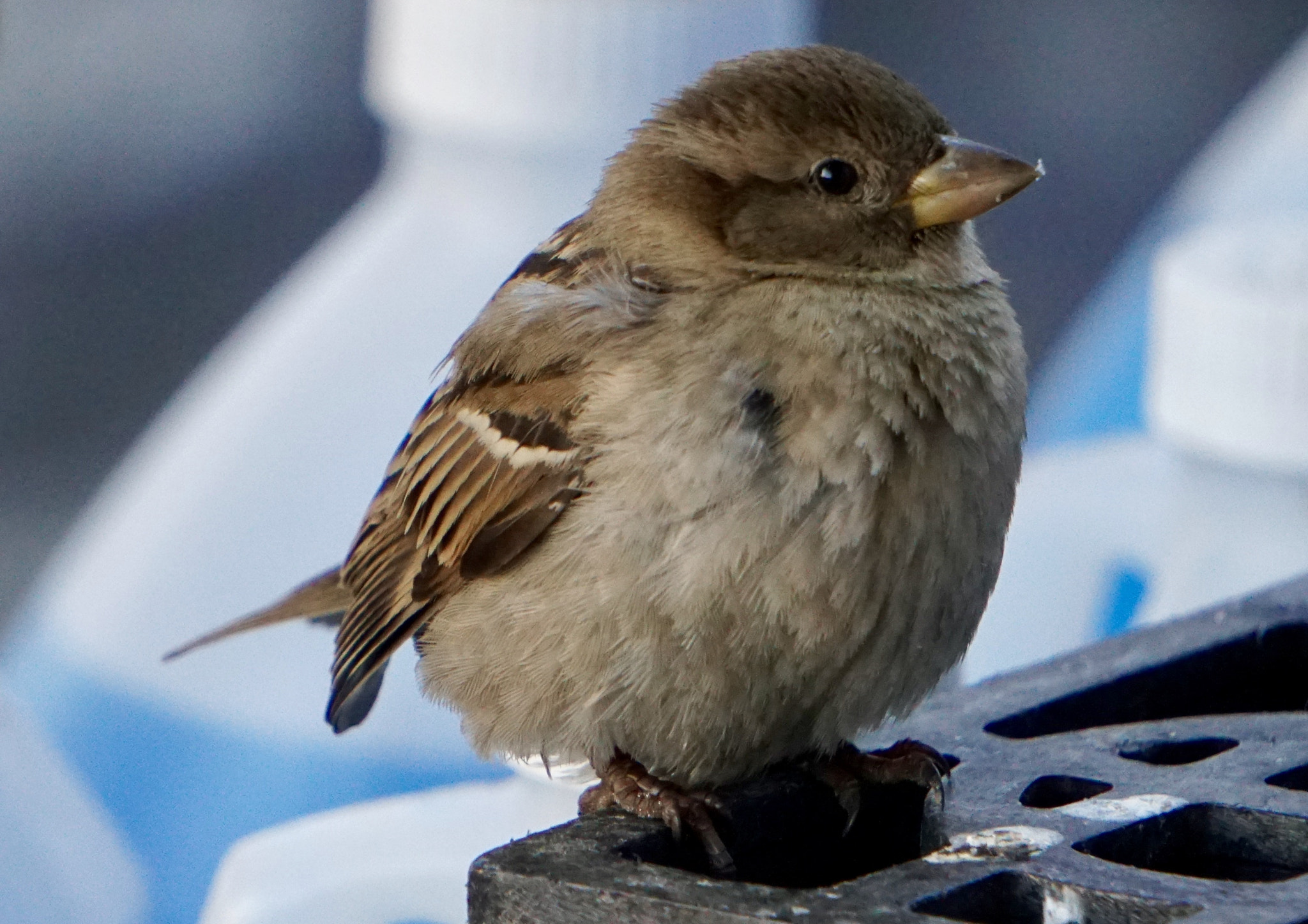 Sony E 55-210mm F4.5-6.3 OSS sample photo. Cold day photography