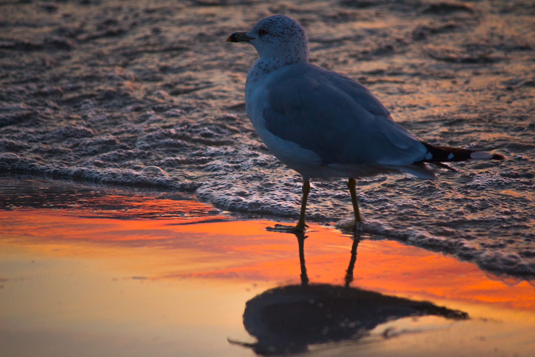 Canon EF-S 55-250mm F4-5.6 IS II sample photo. Plastic beach photography