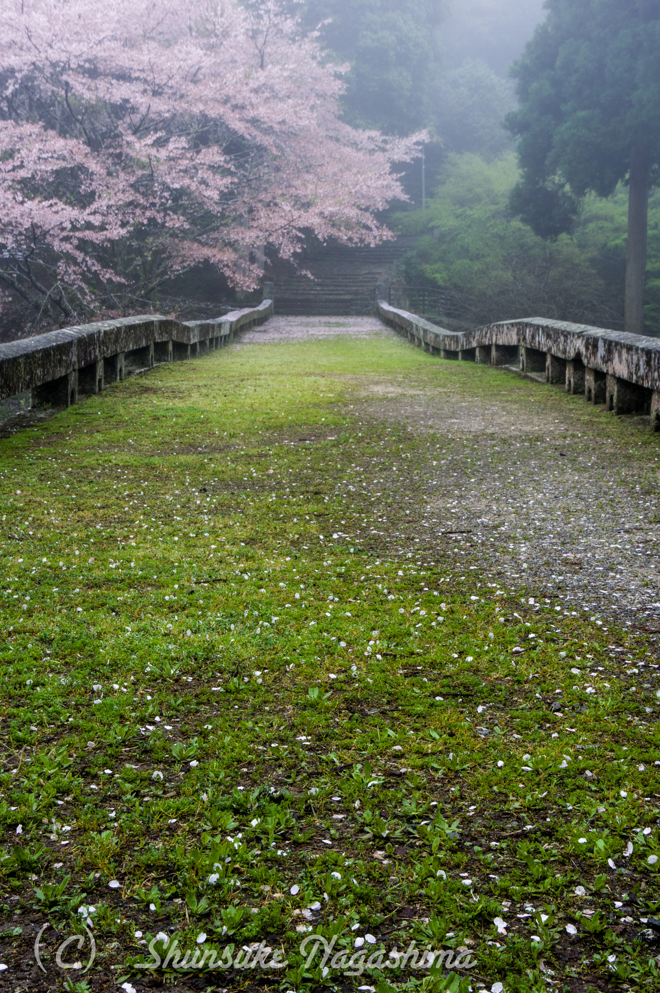 Pentax K-3 sample photo. Cherry blossom path photography