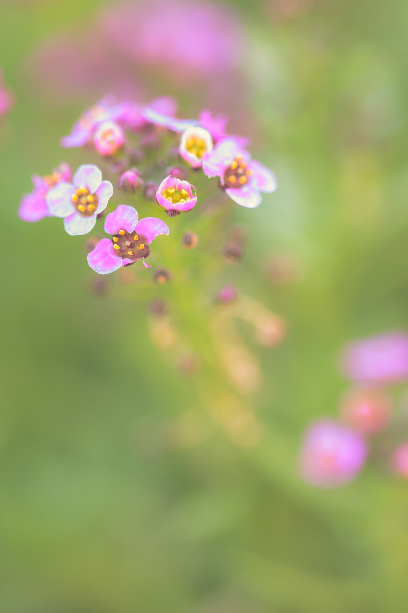 Sigma 105mm F2.8 EX DG OS HSM sample photo. Nature  photography