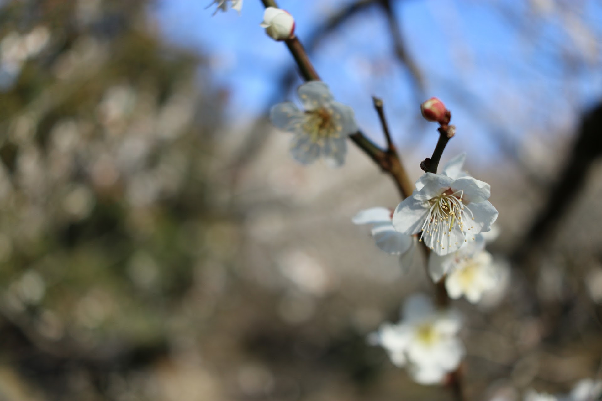 Canon EOS 760D (EOS Rebel T6s / EOS 8000D) + Canon EF-S 24mm F2.8 STM sample photo. Img photography