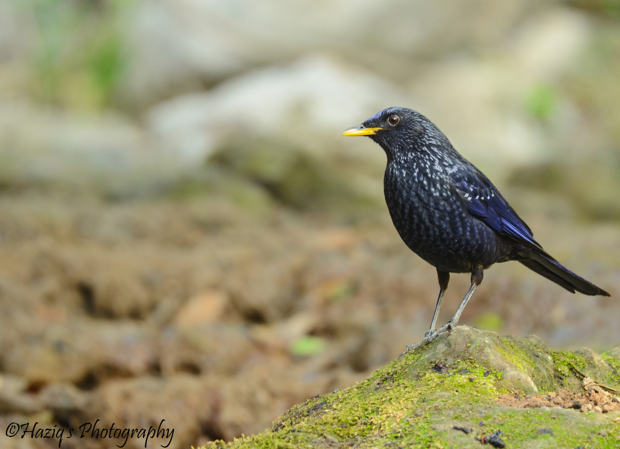 Nikon Nikkor AF-S 300mm F4E PF ED VR sample photo. Poser.. photography