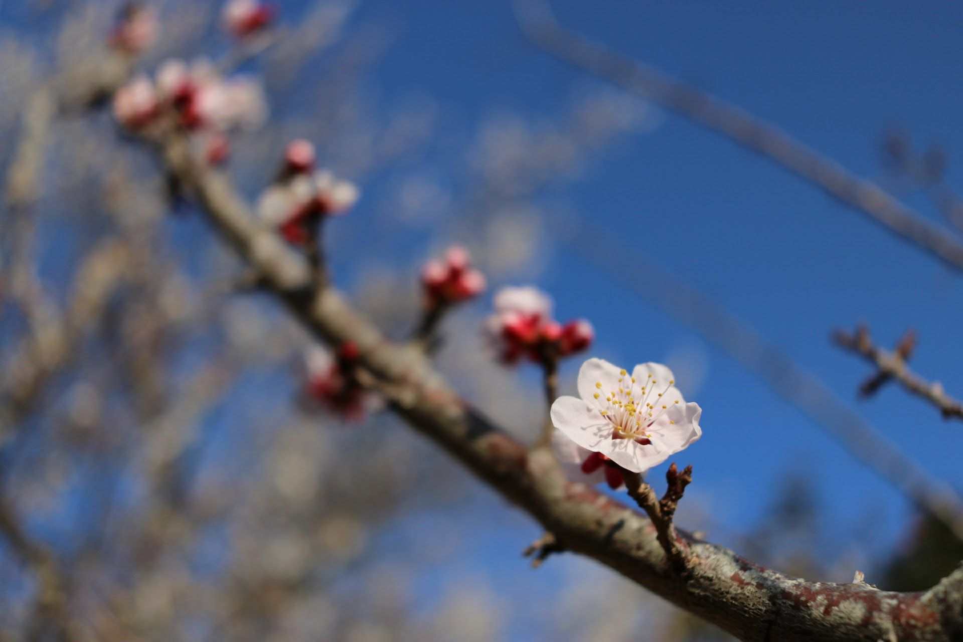 Canon EOS 760D (EOS Rebel T6s / EOS 8000D) + Canon EF-S 24mm F2.8 STM sample photo. Img photography