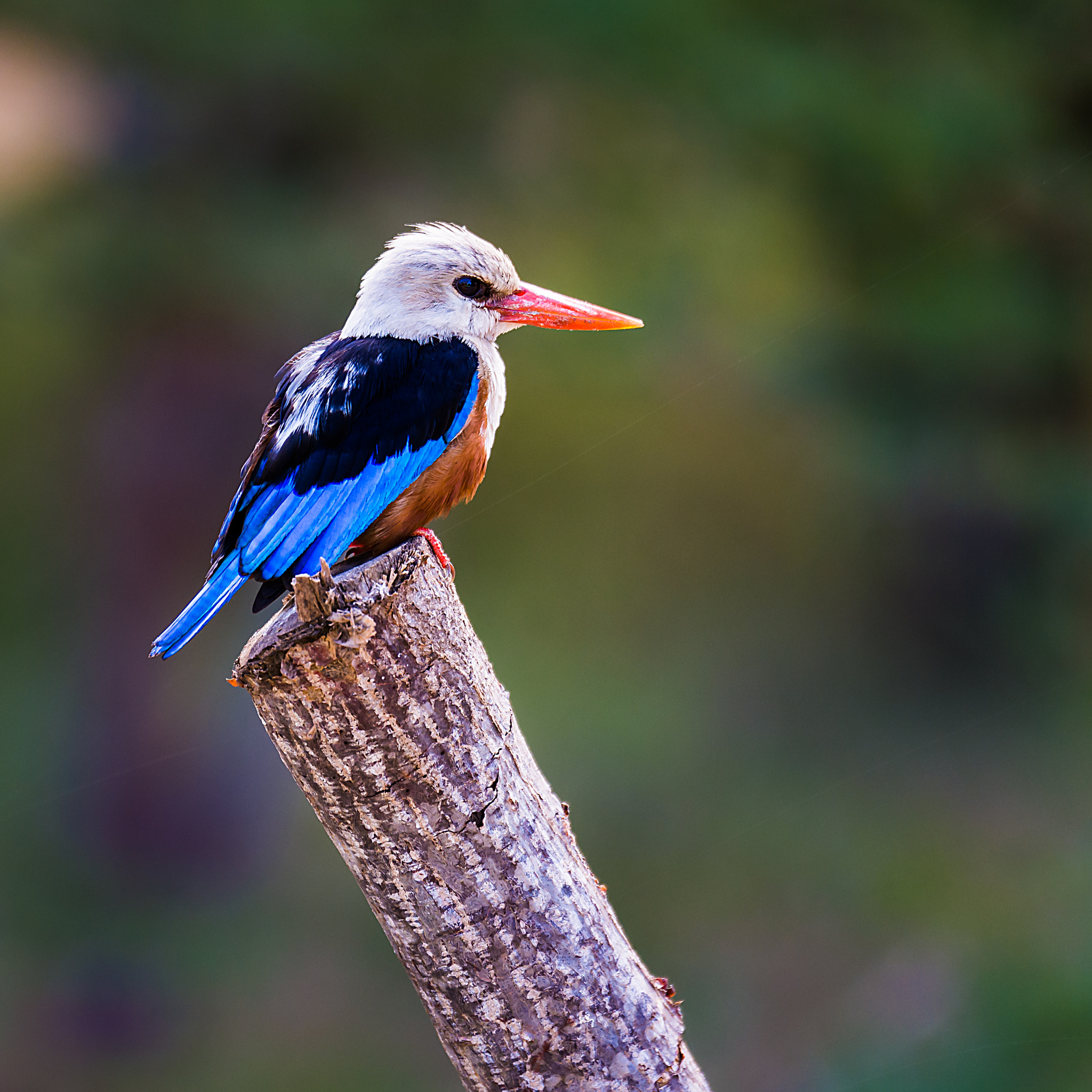 Tamron SP 70-200mm F2.8 Di VC USD sample photo. Grey headed kingfisher photography