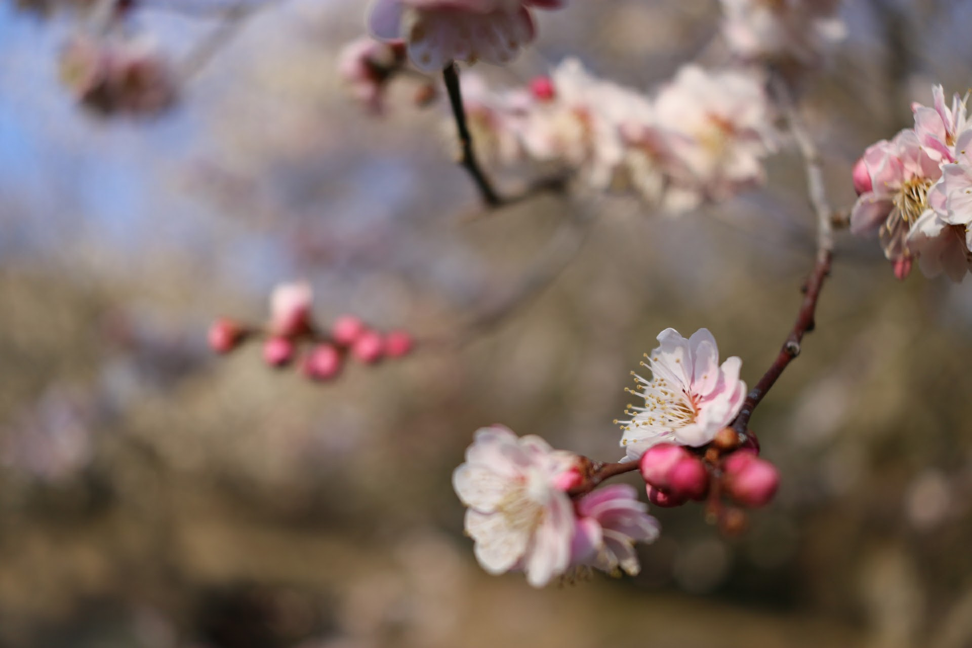 Canon EOS 760D (EOS Rebel T6s / EOS 8000D) + Canon EF-S 24mm F2.8 STM sample photo. Img photography