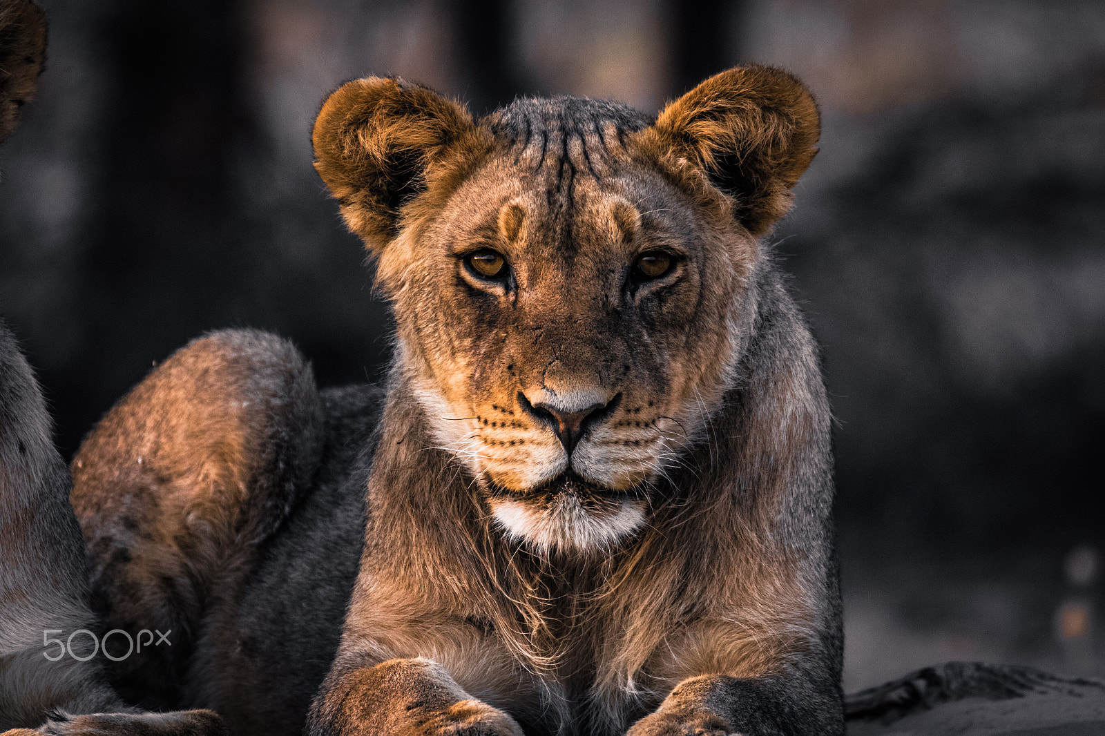 Sigma 150-600mm F5-6.3 DG OS HSM | C sample photo. Young lion photography