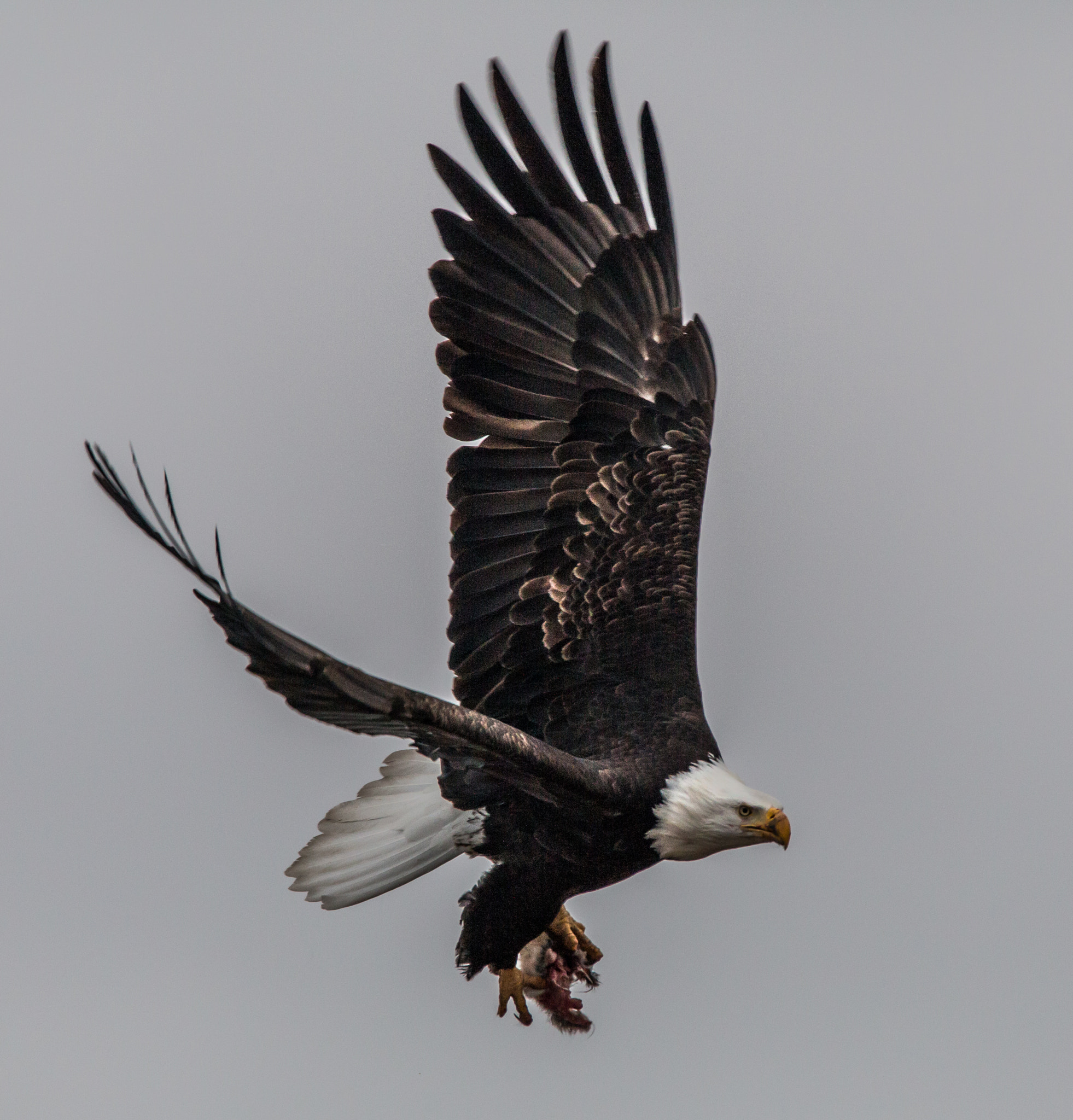 150-600mm F5-6.3 DG OS HSM | Contemporary 015 sample photo. Winging it photography