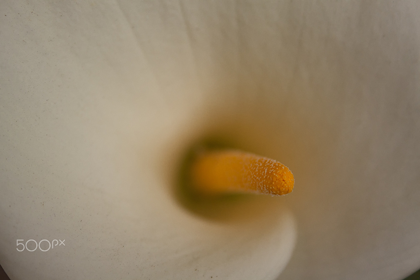 Canon EF-S 18-55mm F3.5-5.6 II sample photo. Detalle de alcatraz (calla lilly detail) photography