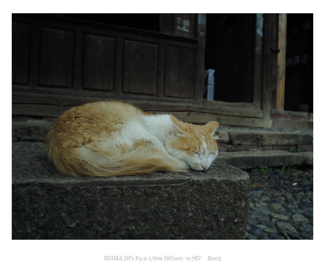 Sigma DP1 sample photo. The cat photography