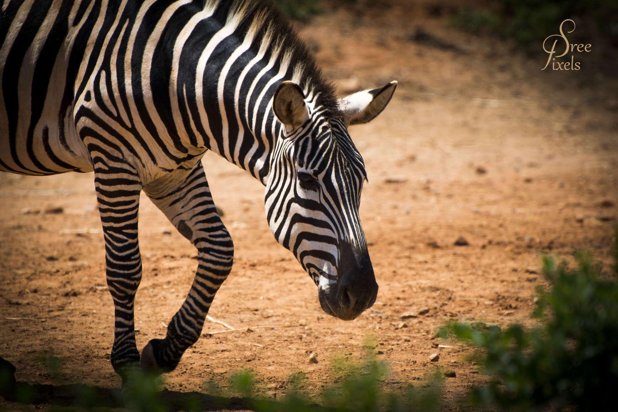 Nikon D5500 sample photo. Zebra photography
