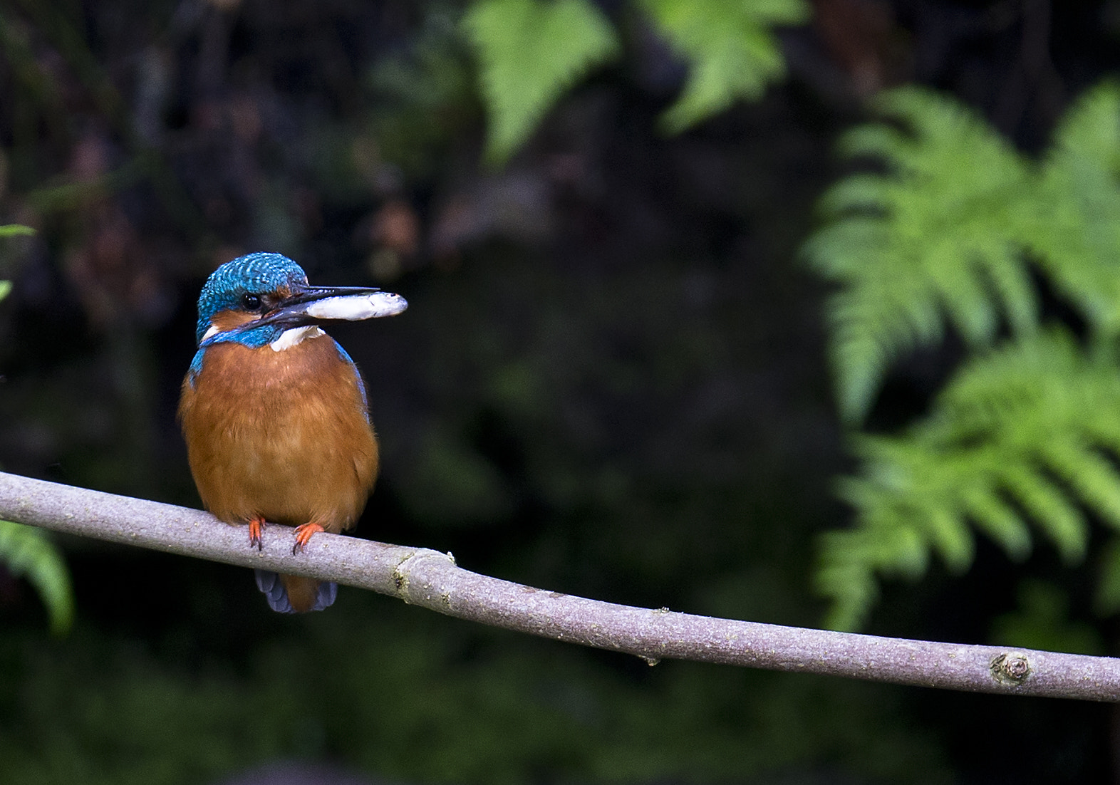 Canon EF 400mm F2.8L IS II USM sample photo. Kingfisher photography