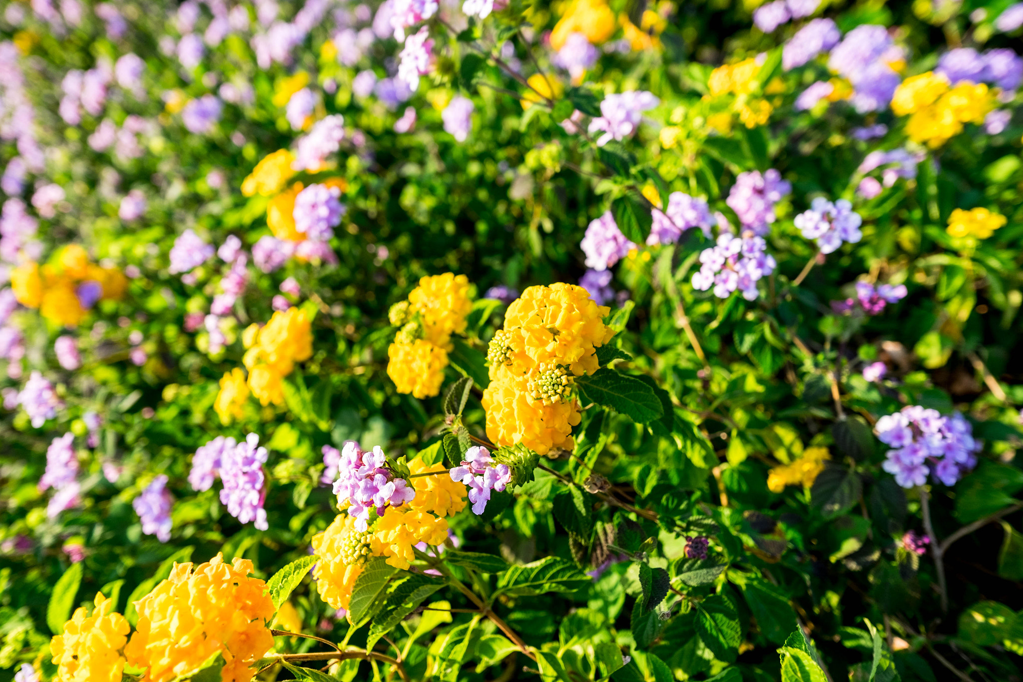 Fujifilm X-T1 + Fujifilm XF 14mm F2.8 R sample photo. Yellow flower in spring photography