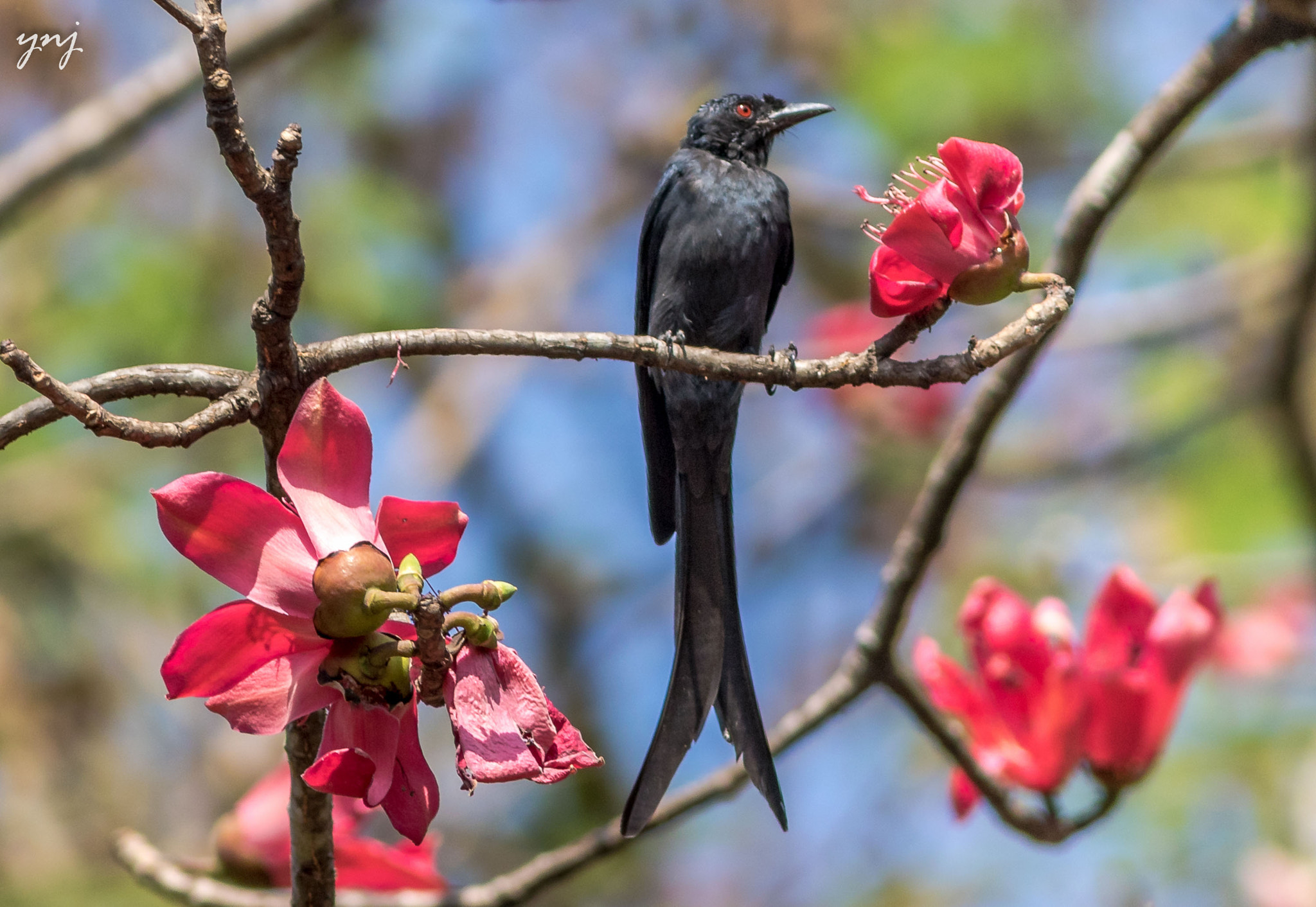 Canon EOS 7D Mark II + Canon EF 400mm F5.6L USM sample photo. Guardian of the blossom photography