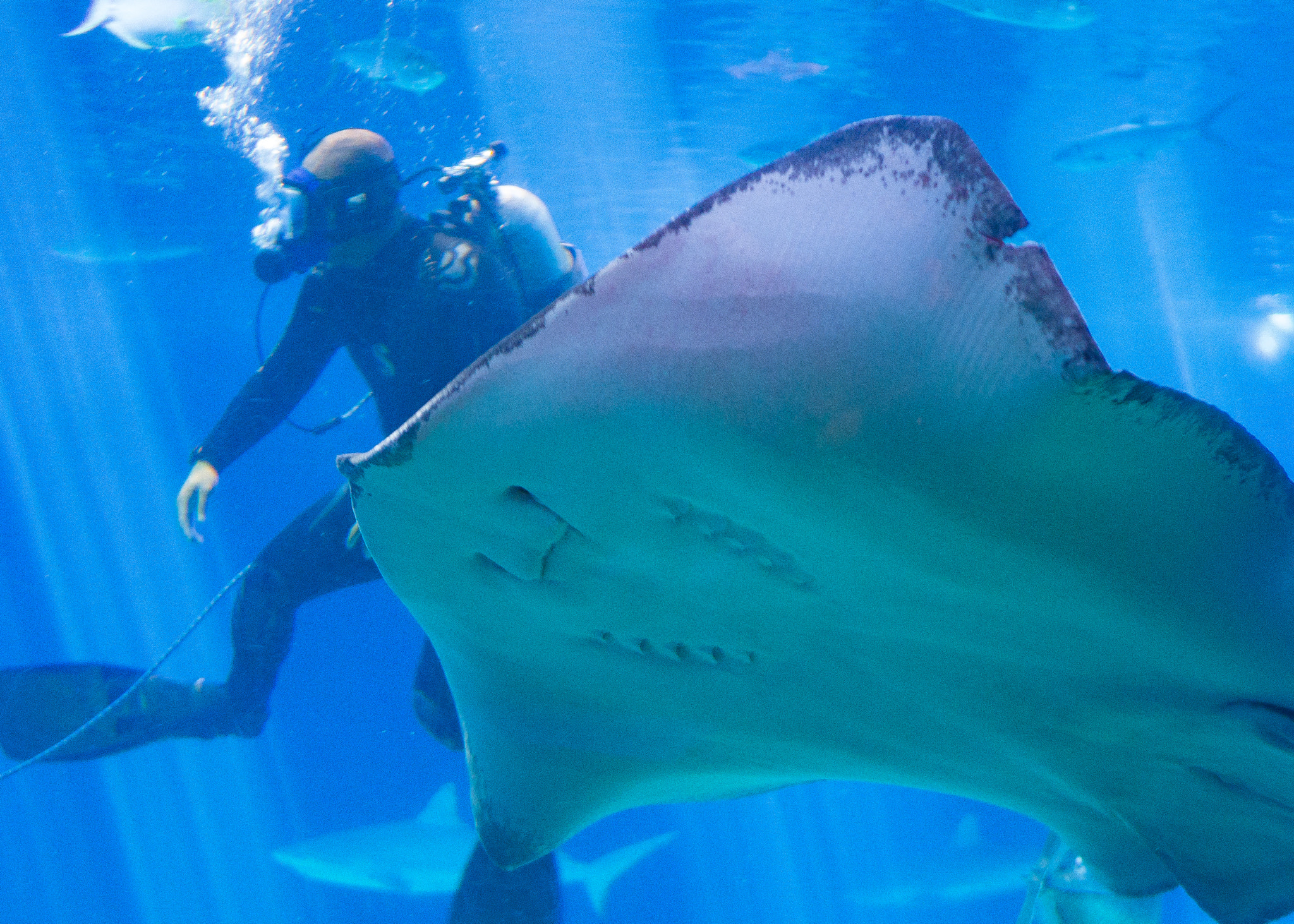 Panasonic Lumix DMC-G7 + LUMIX G 25/F1.7 sample photo. Maui ocean center stingray photography