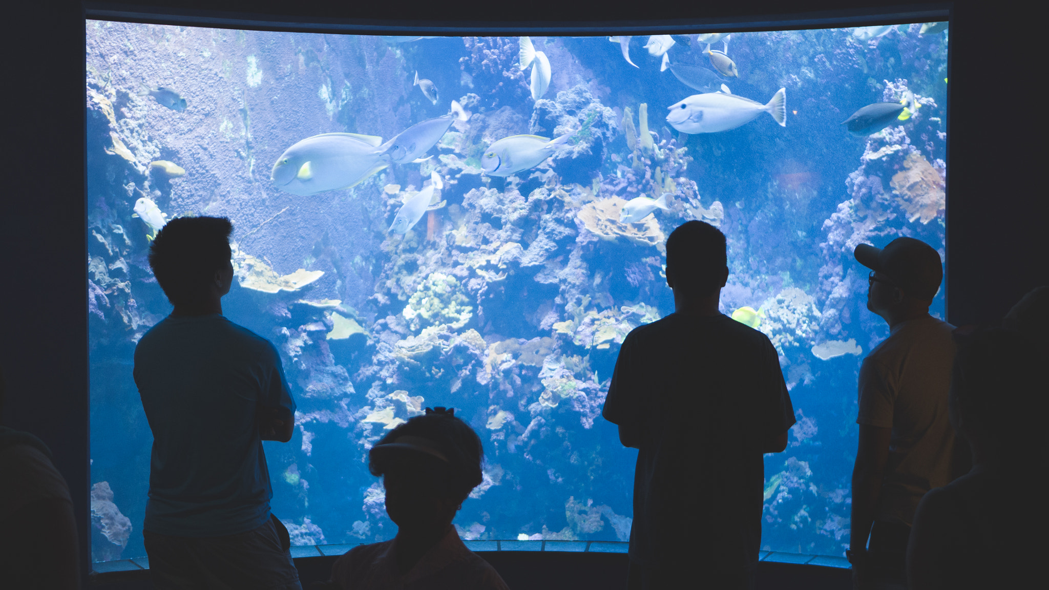 Panasonic Lumix DMC-G7 + LUMIX G 25/F1.7 sample photo. Maui ocean center viewers photography