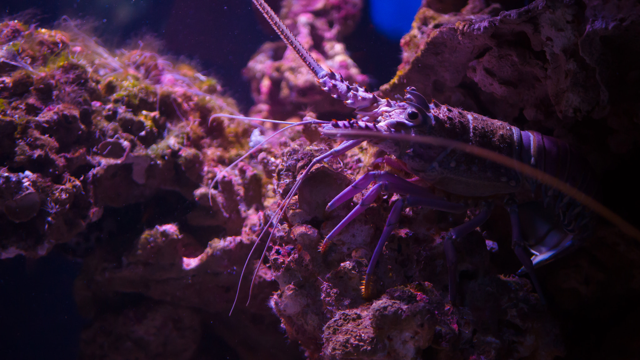 Panasonic Lumix DMC-G7 sample photo. Maui ocean center lobster photography