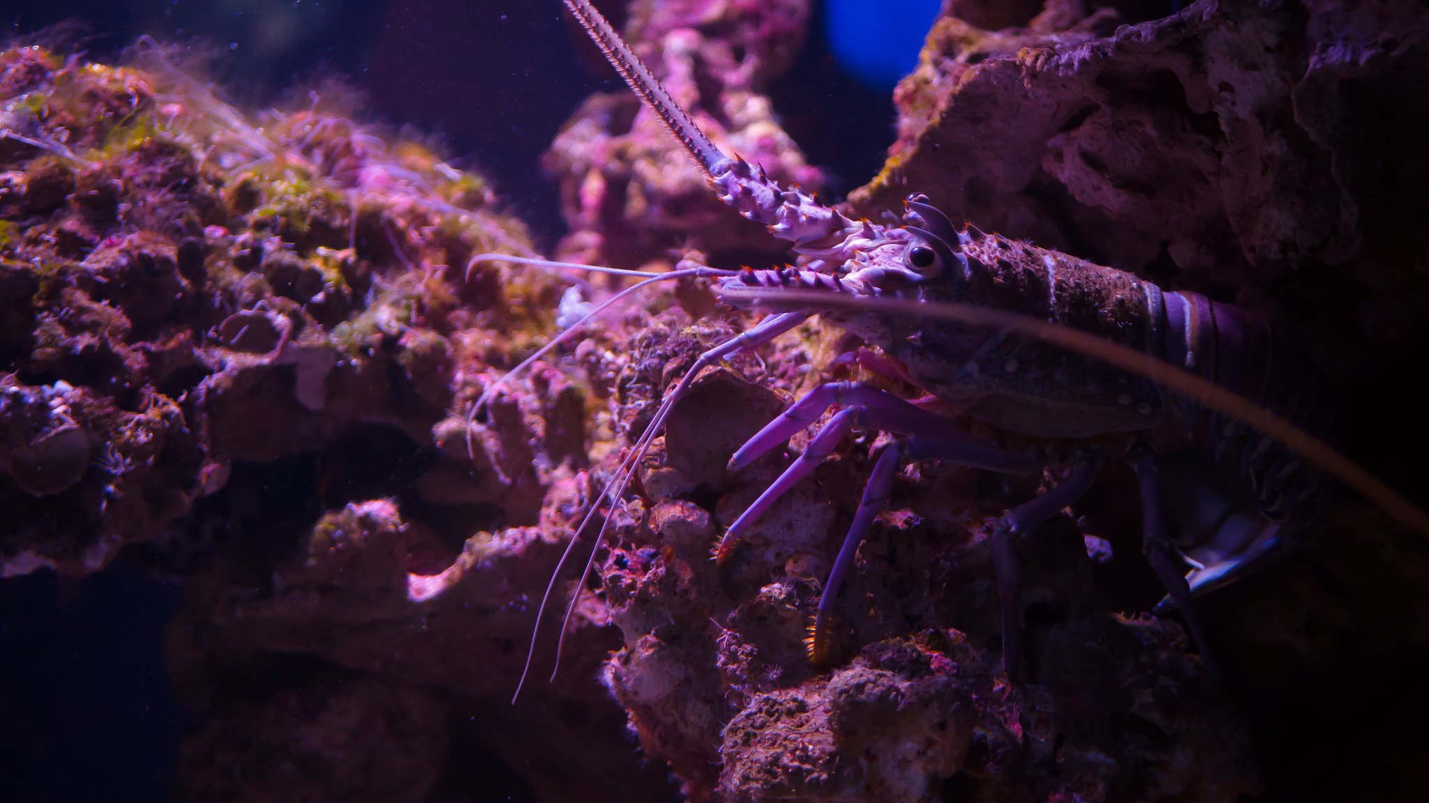 Panasonic Lumix DMC-G7 + LUMIX G 25/F1.7 sample photo. Maui ocean center lobster photography