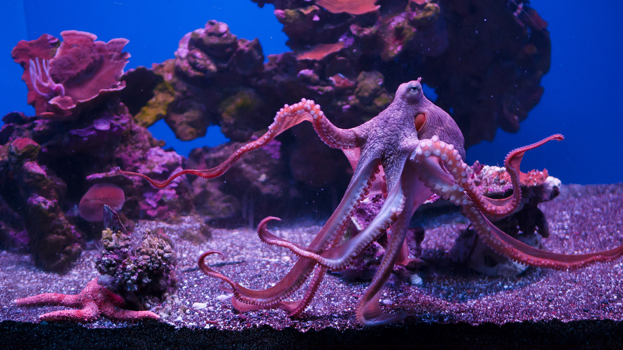 Panasonic Lumix DMC-G7 sample photo. Maui ocean center octopus photography