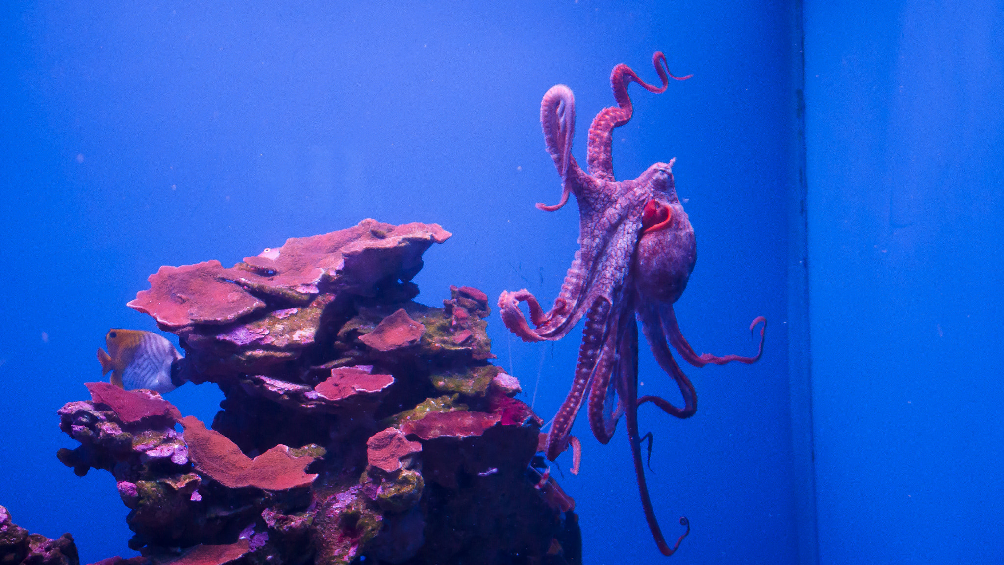LUMIX G 25/F1.7 sample photo. Maui ocean center octopus photography