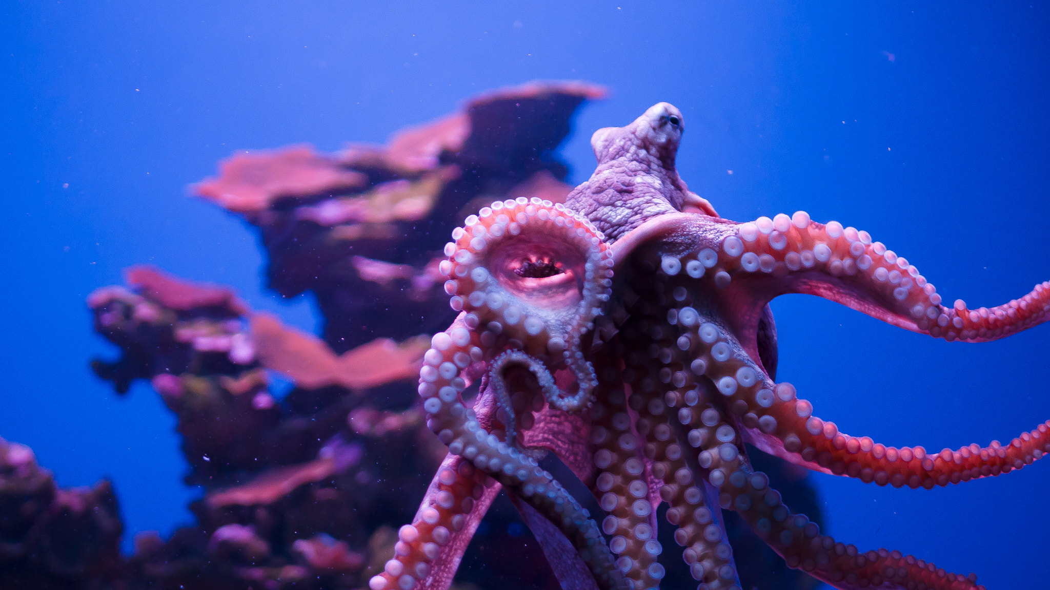 Panasonic Lumix DMC-G7 + LUMIX G 25/F1.7 sample photo. Maui ocean center octopus photography