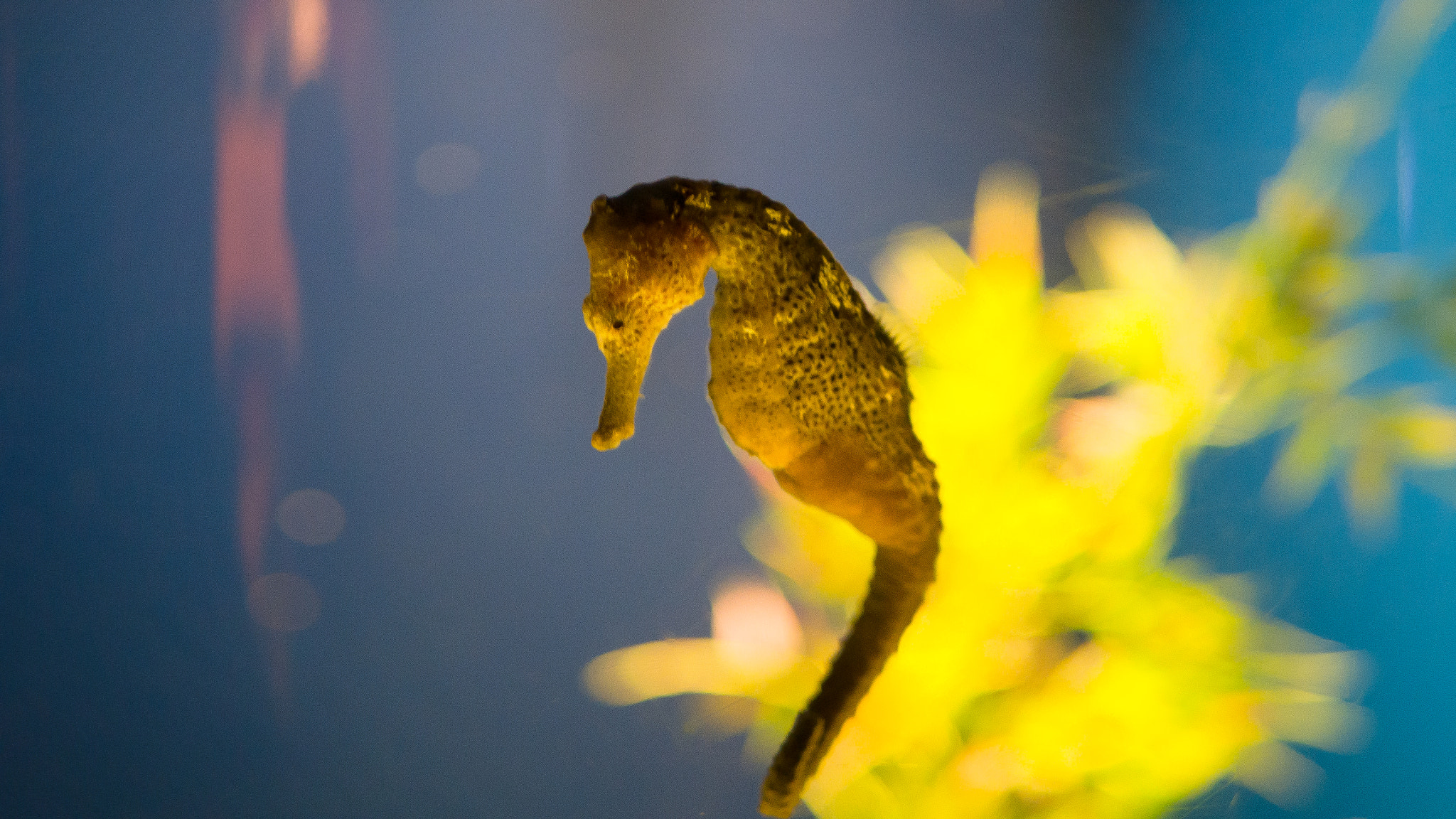 Panasonic Lumix DMC-G7 + LUMIX G 25/F1.7 sample photo. Maui ocean center seahorse photography