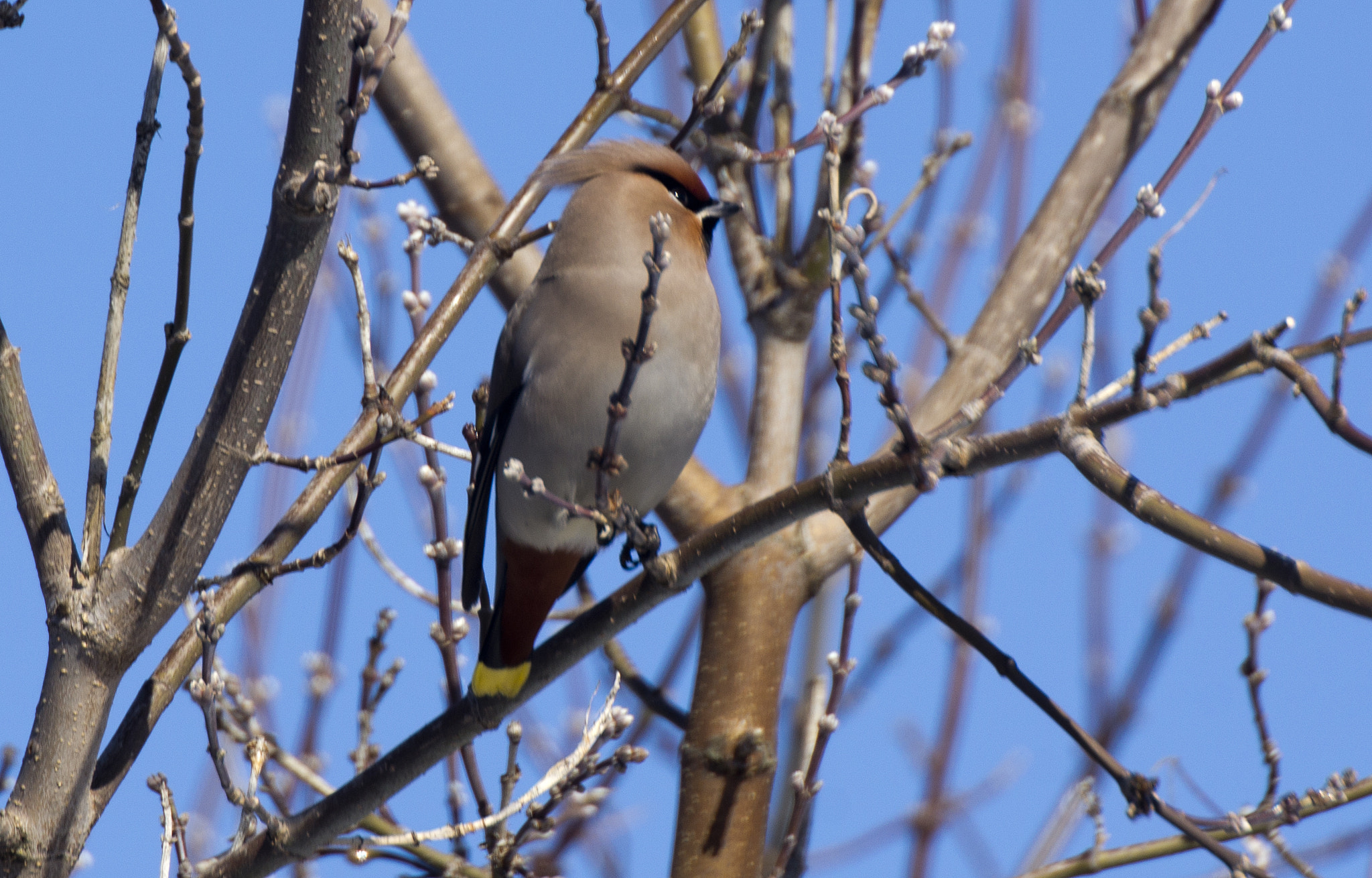 Sigma 400mm F5.6 APO sample photo. Waxwing photography